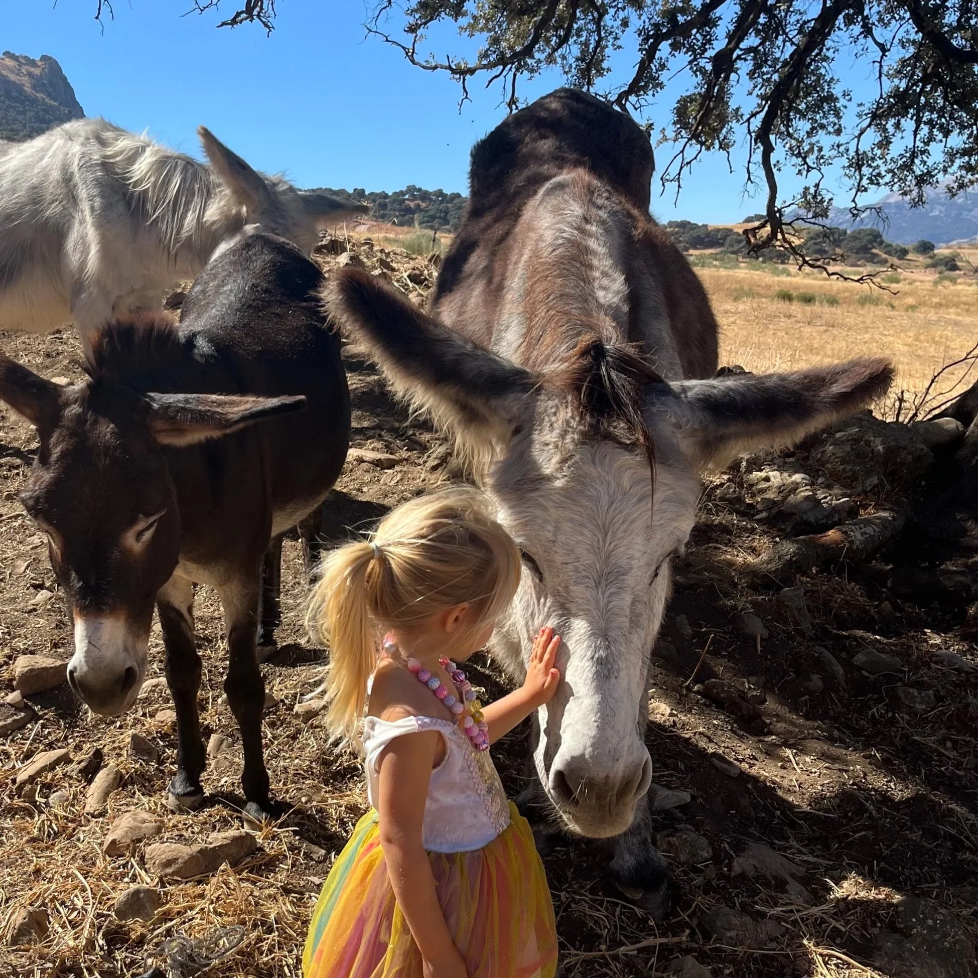 A woman interacts with small donkeys and a mule in a grassy, wooded area.