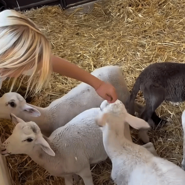A young boy crouching and smiling in a field with goats and a small kid goat, with more goats and trees in the background.