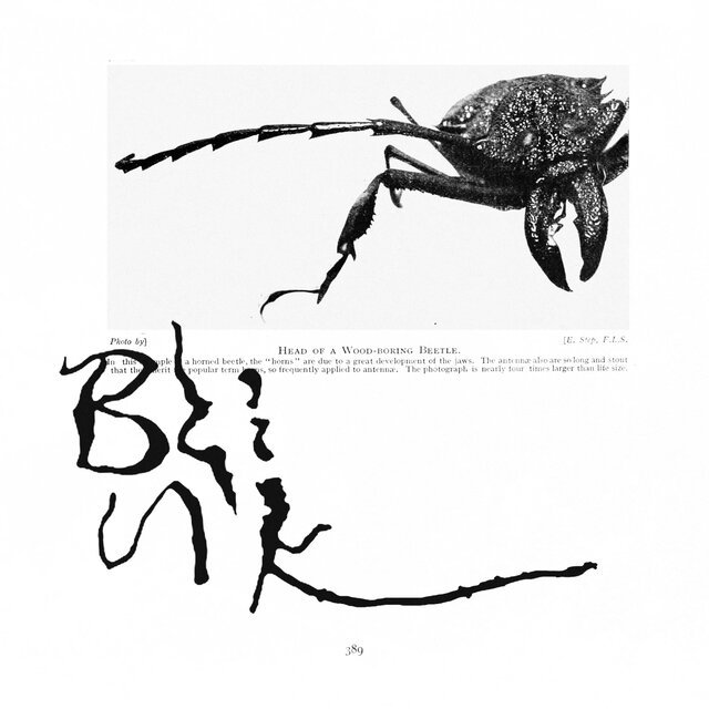 Goldbug - Blink