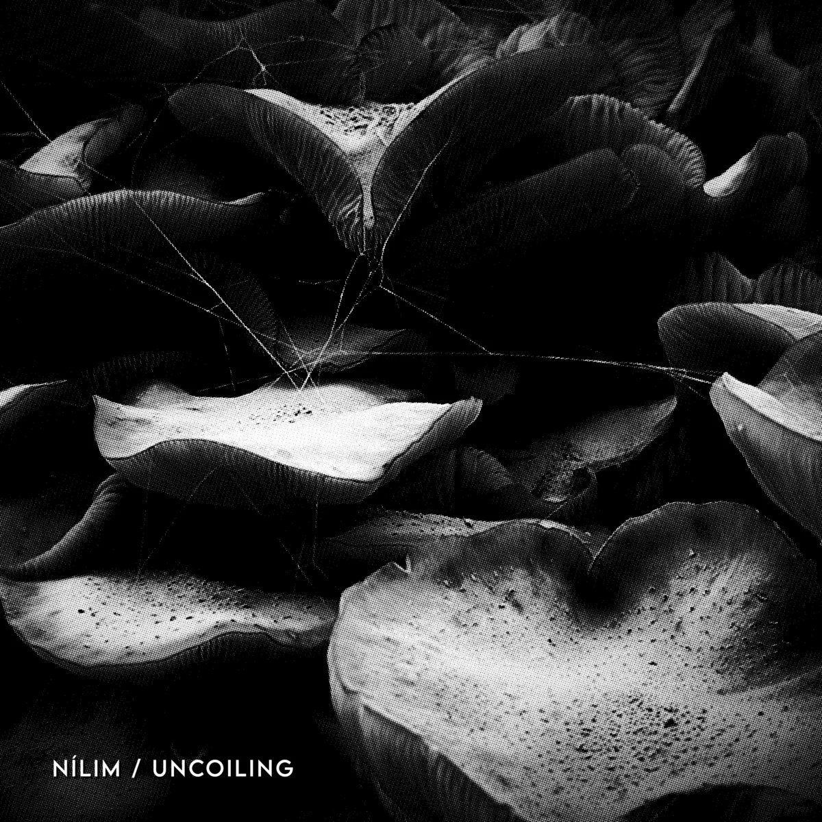 Nílim - Uncoiling