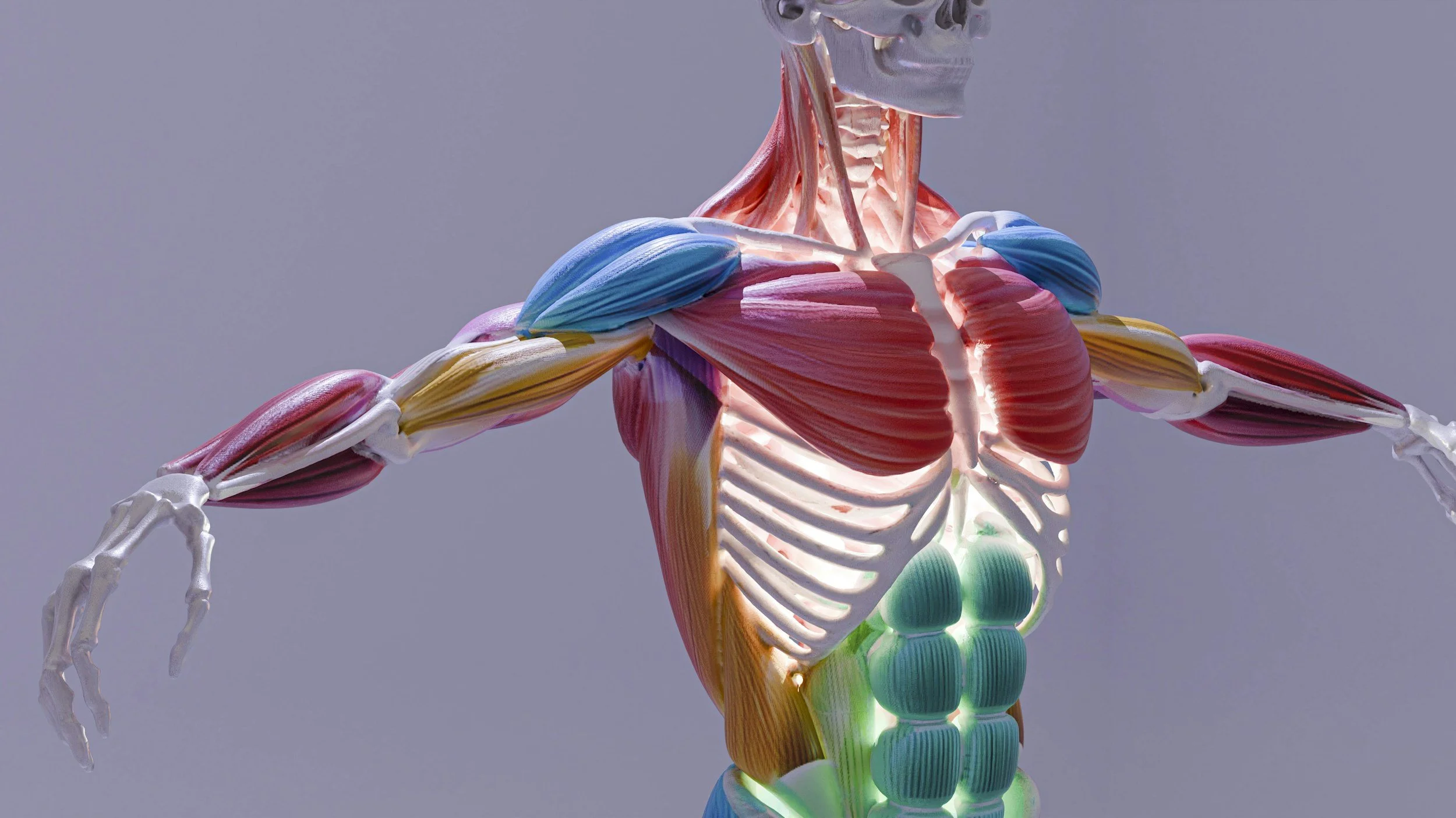 Understanding DEXA Scans: Body Composition, Bone Density &amp; What Your Results Mean