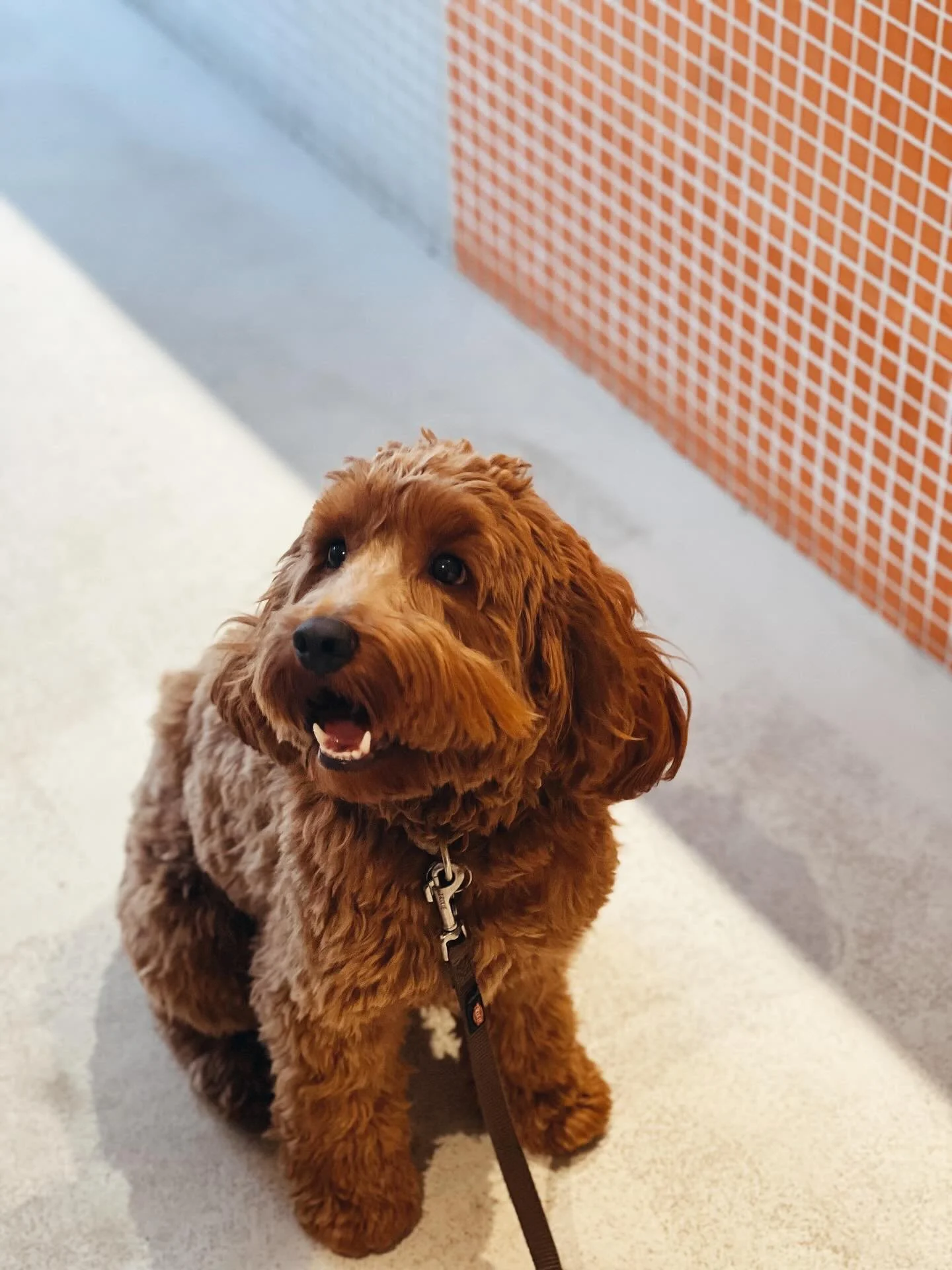 Chez Alphonse, vos compagnons &agrave; quatre pattes sont les bienvenus !
Aujourd&rsquo;hui, c&rsquo;est Ginger qui nous fait l&rsquo;honneur de sa visite et avouons-le, il a vol&eacute; la vedette &agrave; nos sandwichs. 🧡

Alors n&rsquo;h&eacute;s