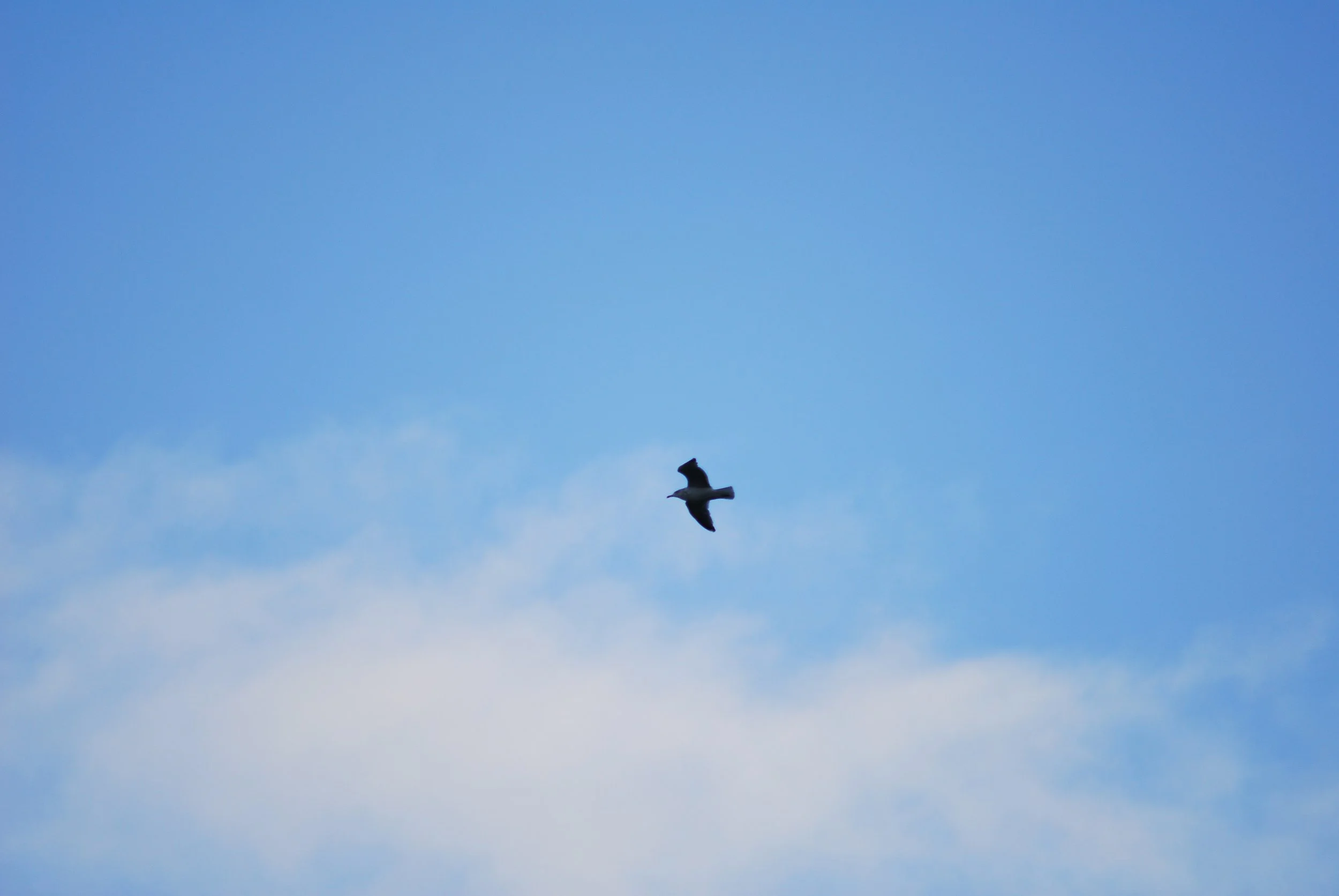 A bird flying in a blue sky with some scattered clouds.