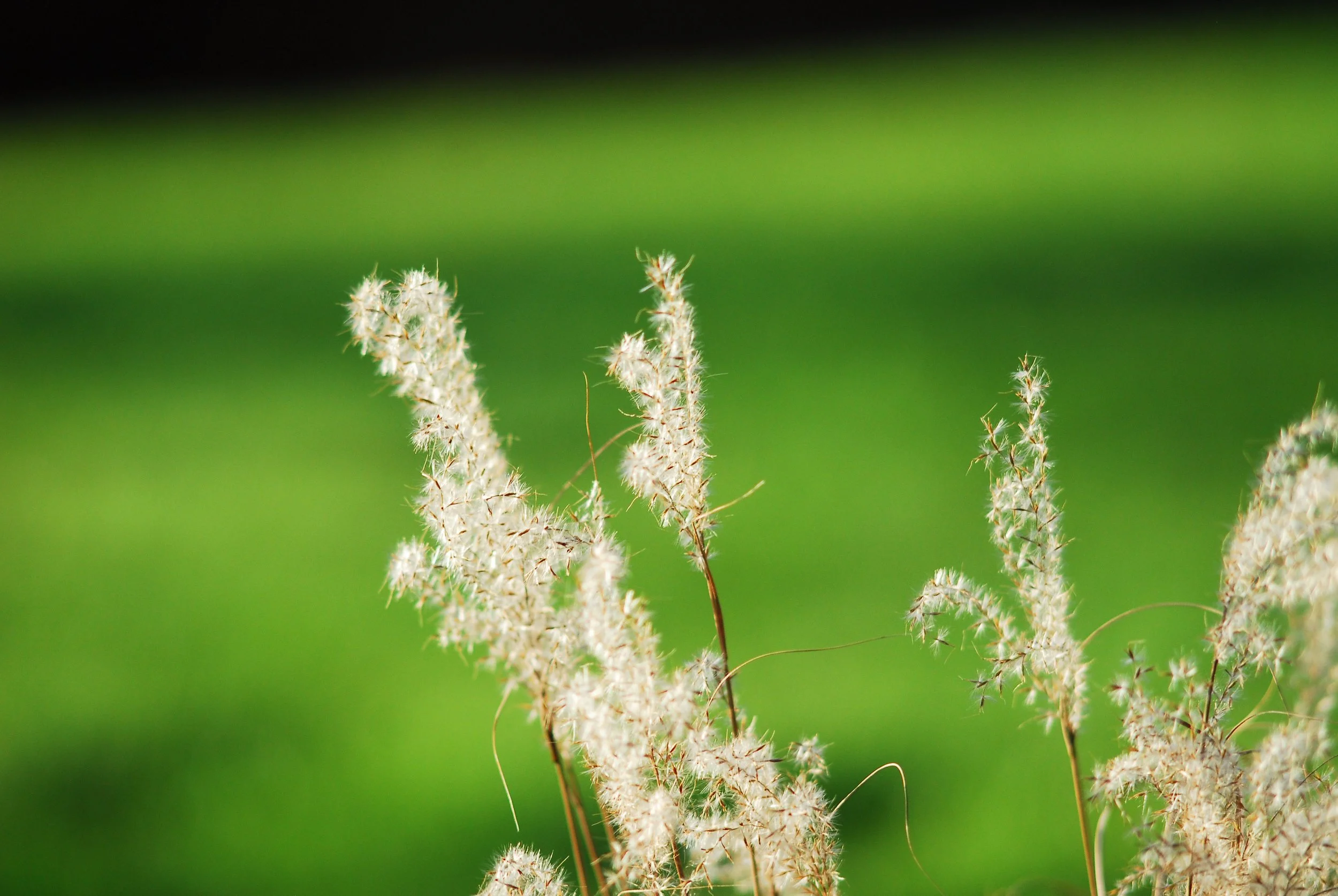 Close-up of tall, fluffy grass stalks with seed heads against a blurred green background.