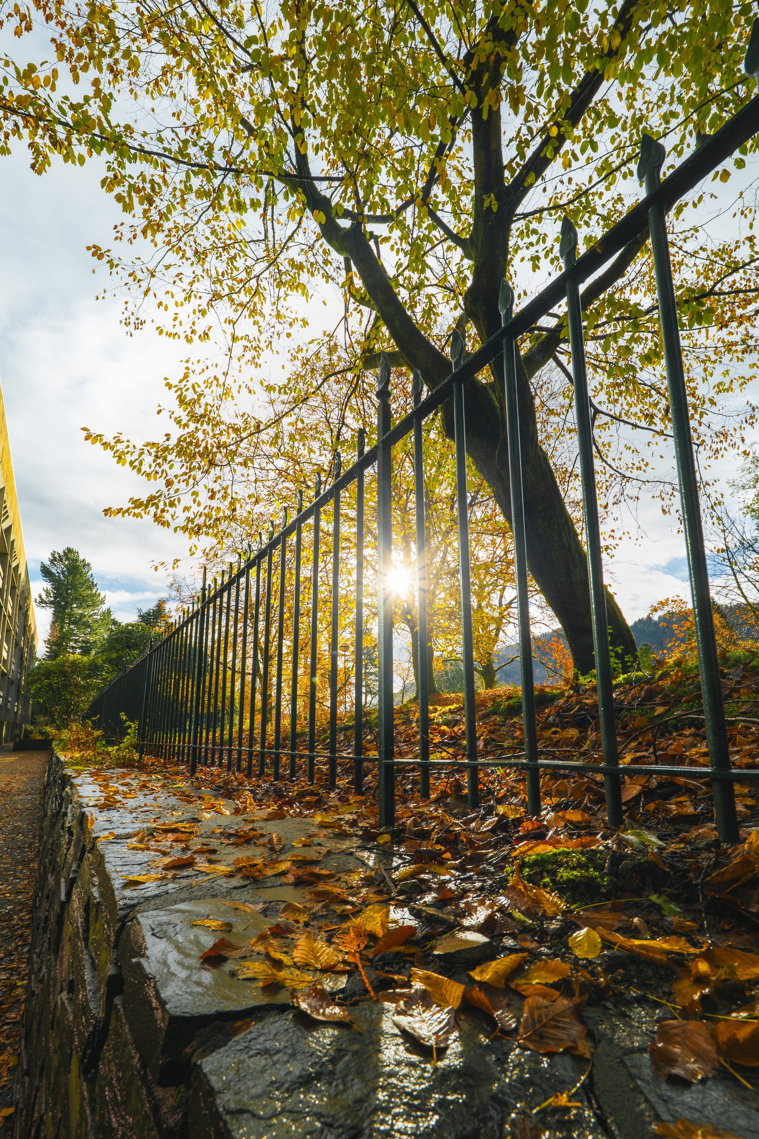 Autumn scene with a tall tree with yellow leaves, black metal fence, and wet fallen leaves on a stone pathway with sunlight peeking through the branches.