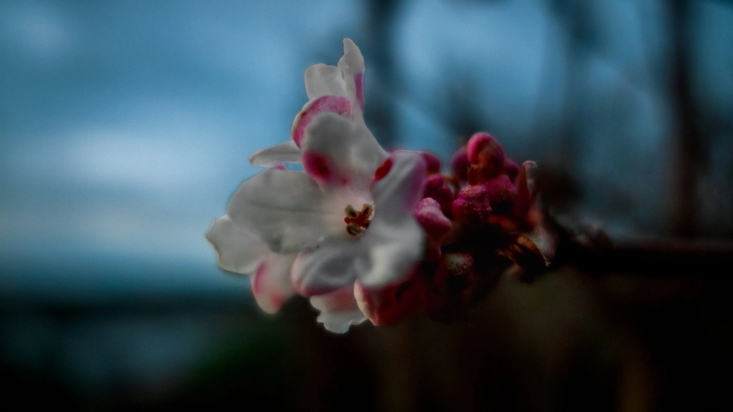 Close-up of a Dawn (Viburnum x bodnantense), a delicate white flower with pink accents against a blurred blue background.