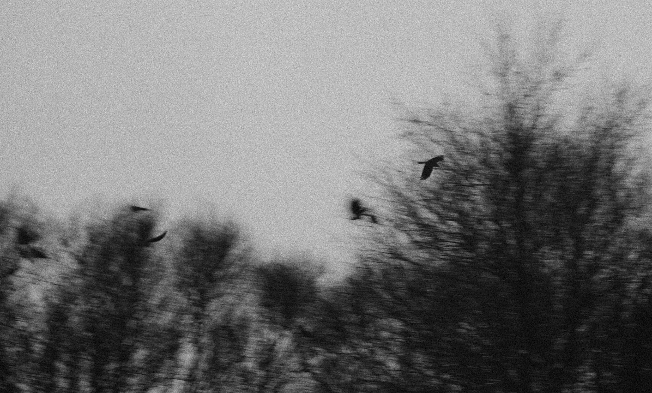 Black-and-white photo of a group of birds flying near leafless tree branches against the sky.