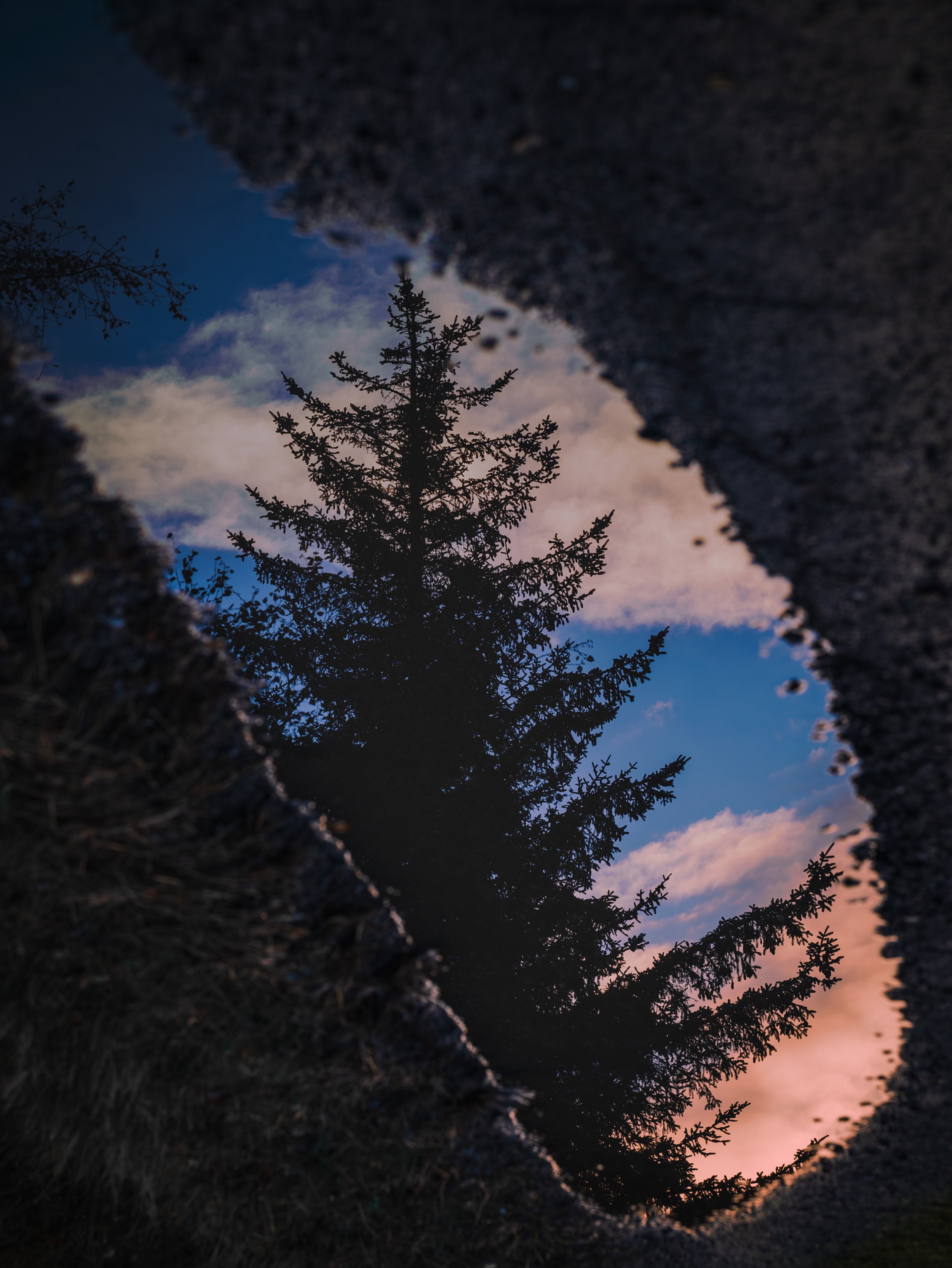 Tree reflected in a puddle of water in a crack on a gravel path during sunset or sunrise.