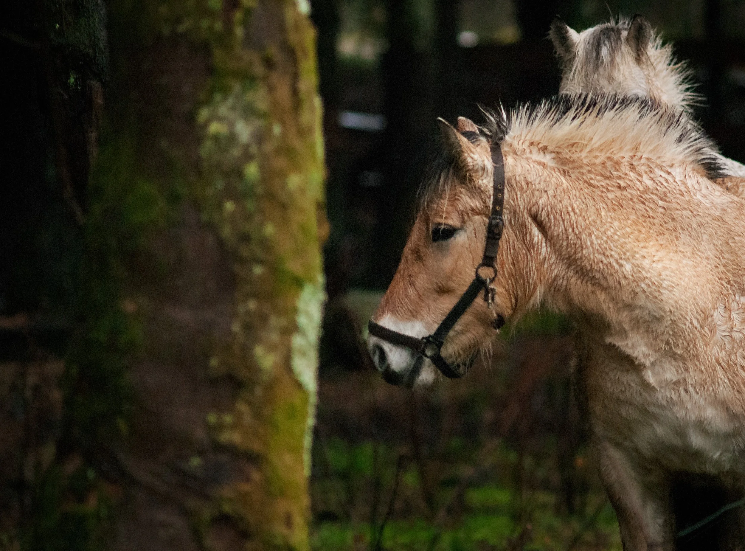 A light brown horse with a darker mane and a halter, standing in a forested area next to a tree covered with moss, looking downward.