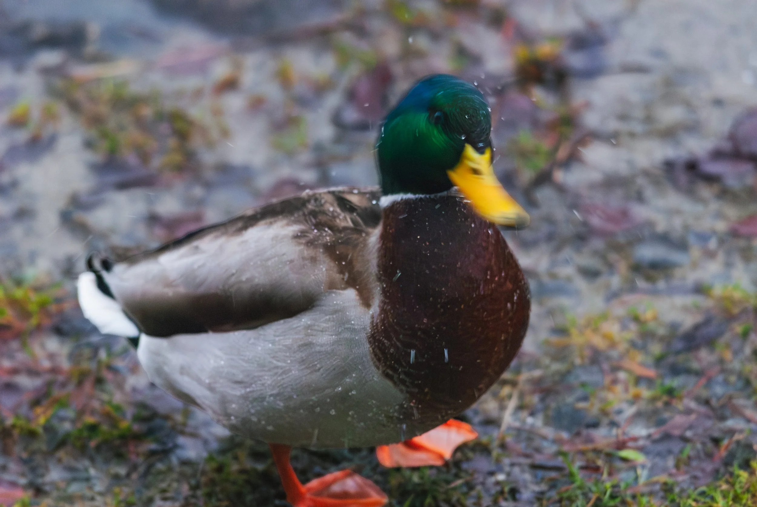 A mallard duck standing on a muddy ground with scattered leaves, showing a vibrant green head, yellow bill, and brown body.