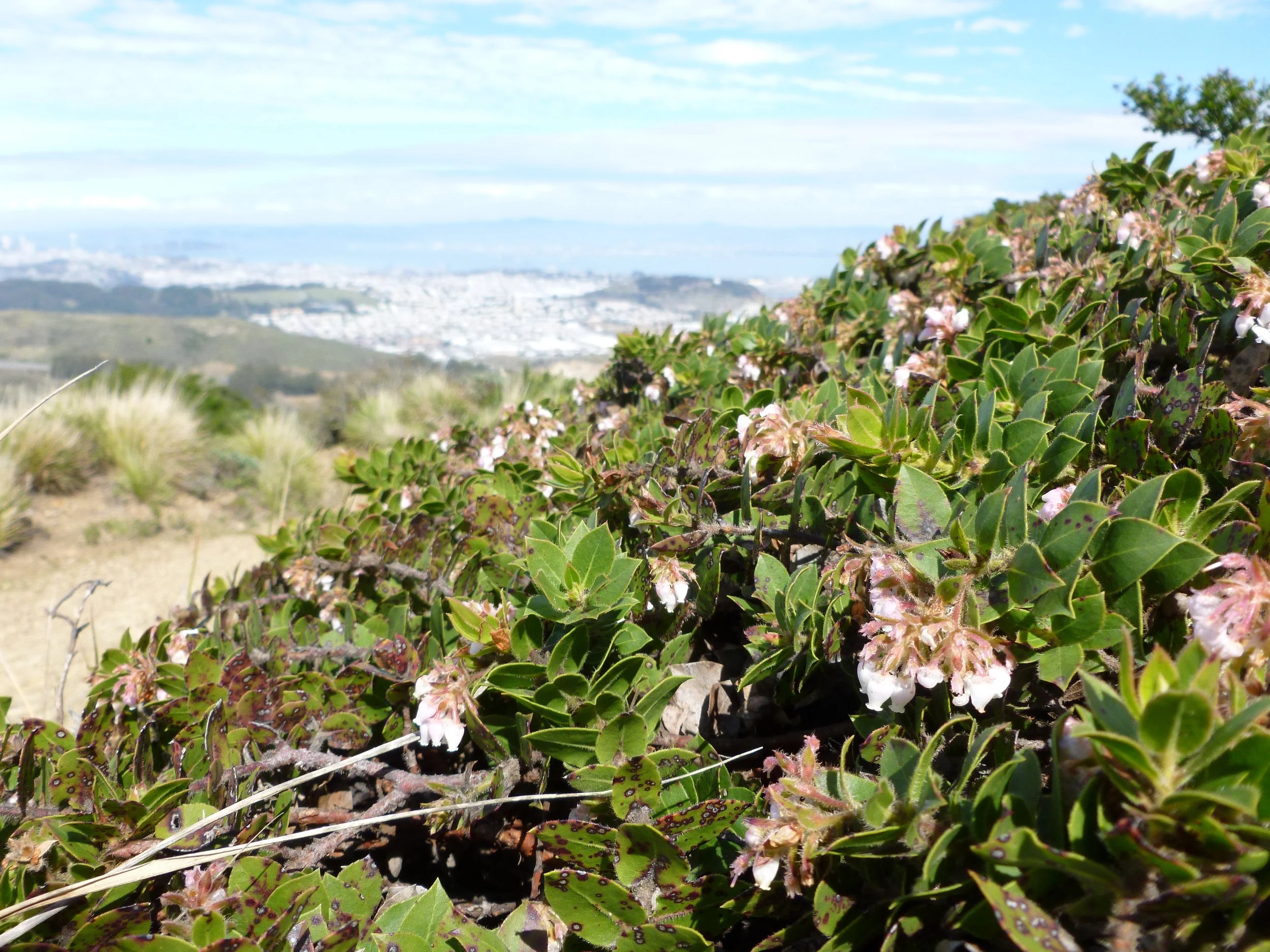 San Bruno Mountain manzanita,  Arctostaphylos imbricata , with the city of San Francisco in the background, San Mateo County, California, United States, 2012 March 21