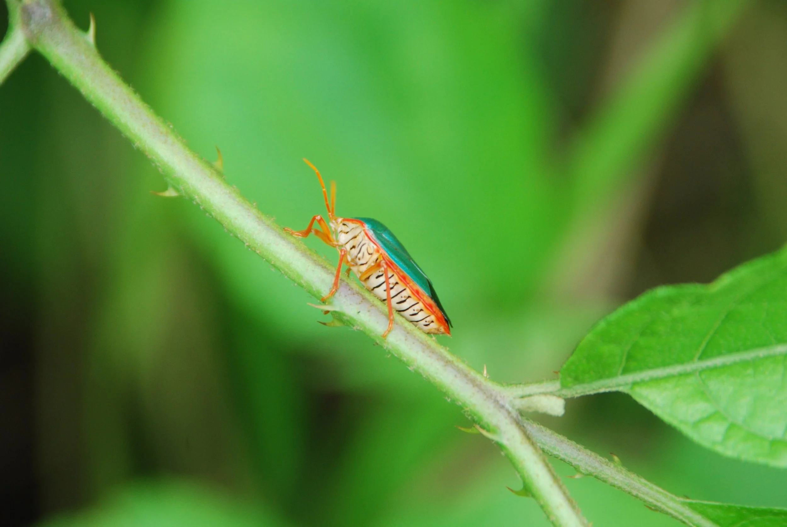 "A member of the insect order Hemiptera, Gamboa, Panama, 2008 July 13