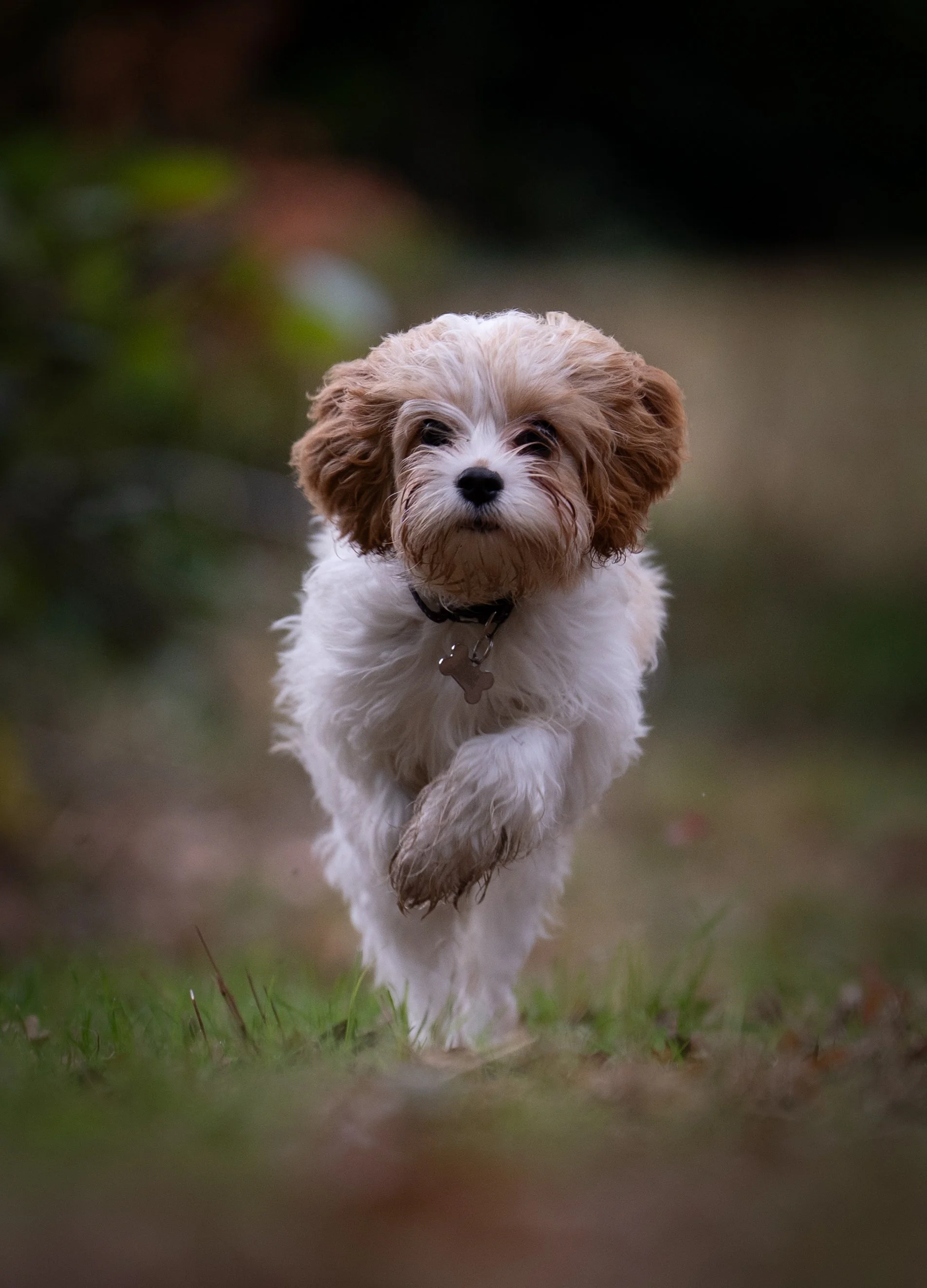 Cookie Photoshoot-19.jpg
