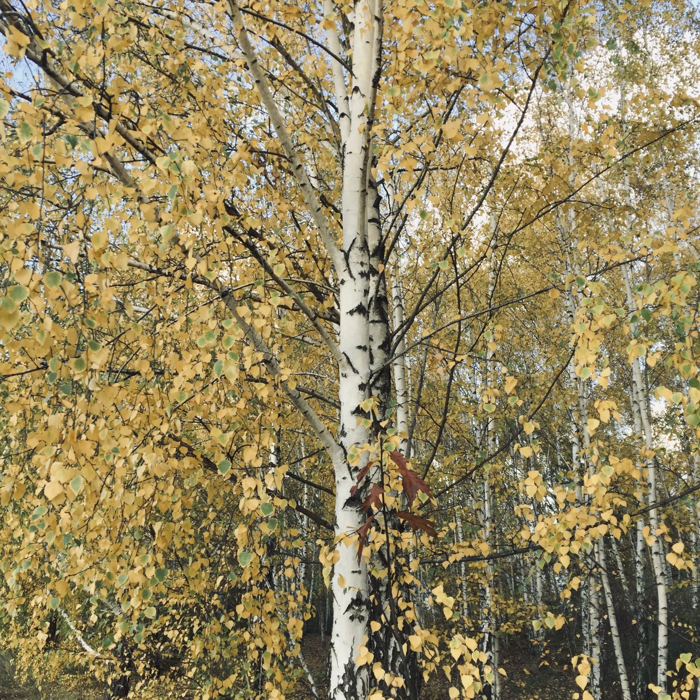 IMG_0640.jpeg
