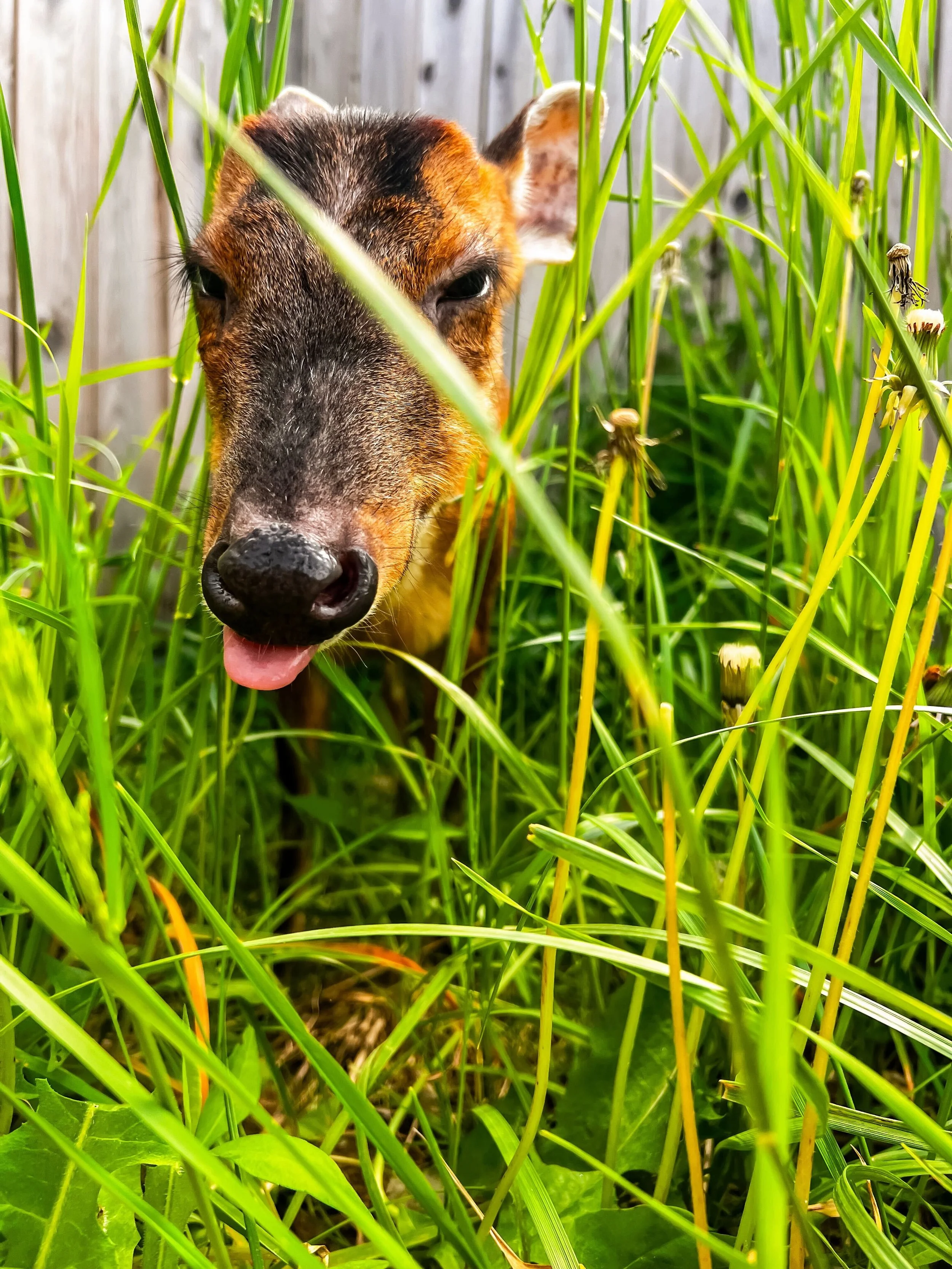 Creatures & Cookies: Jill the Muntjac