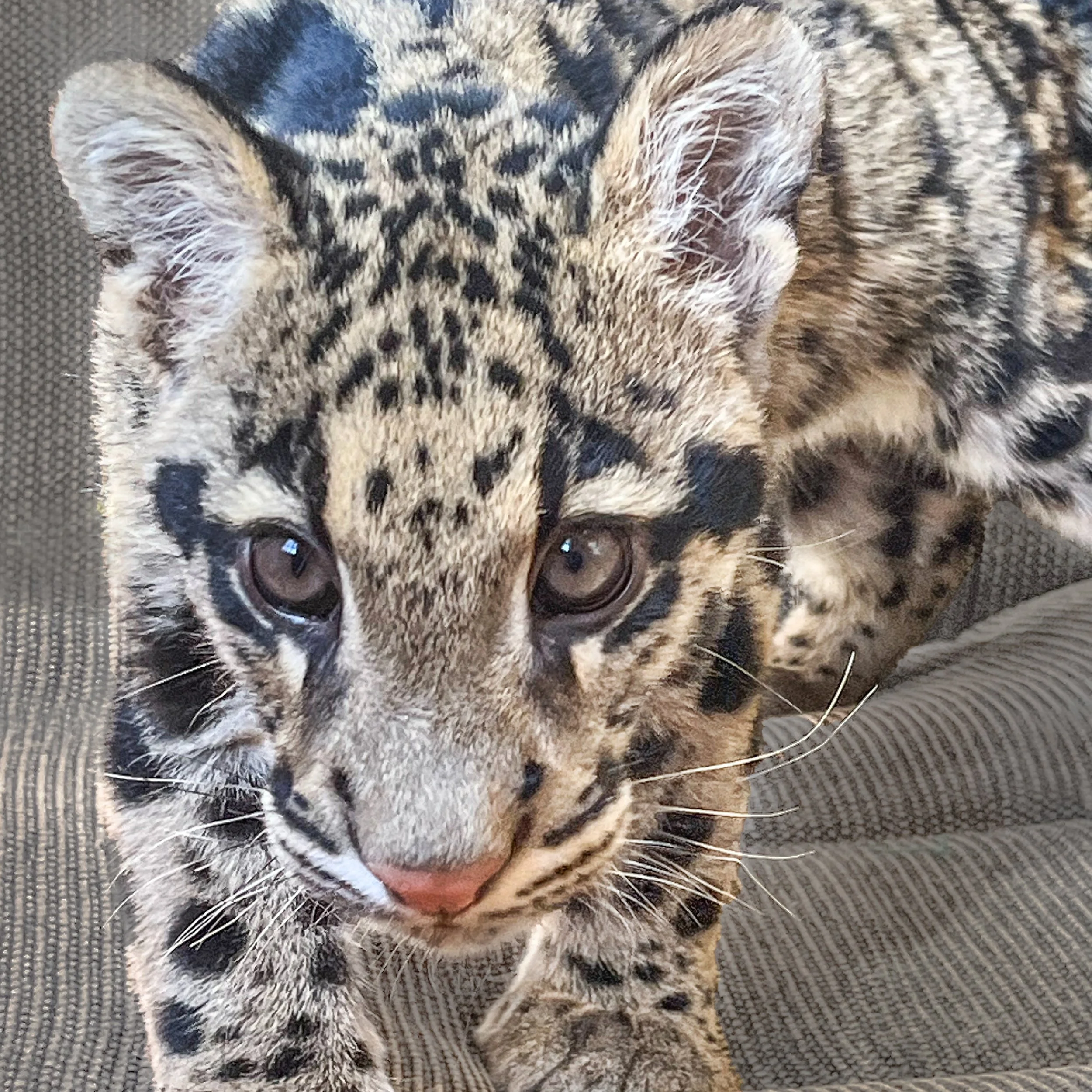 Paint & Paws For A Cause