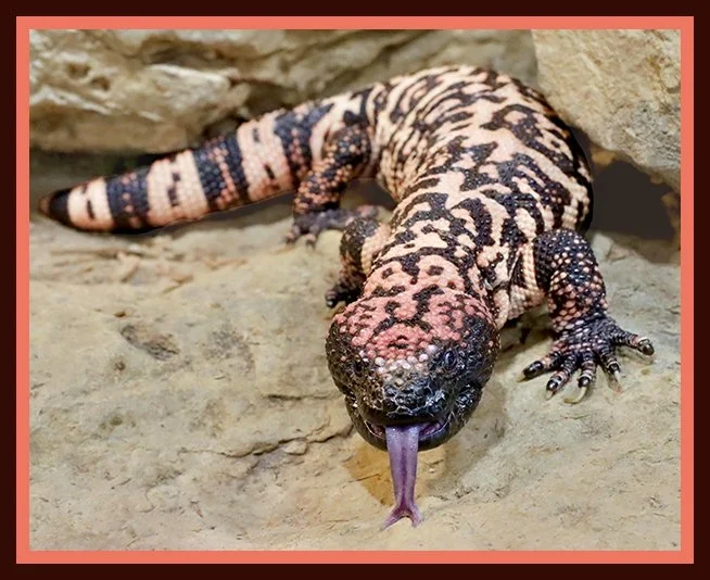 Gila double frame.jpg