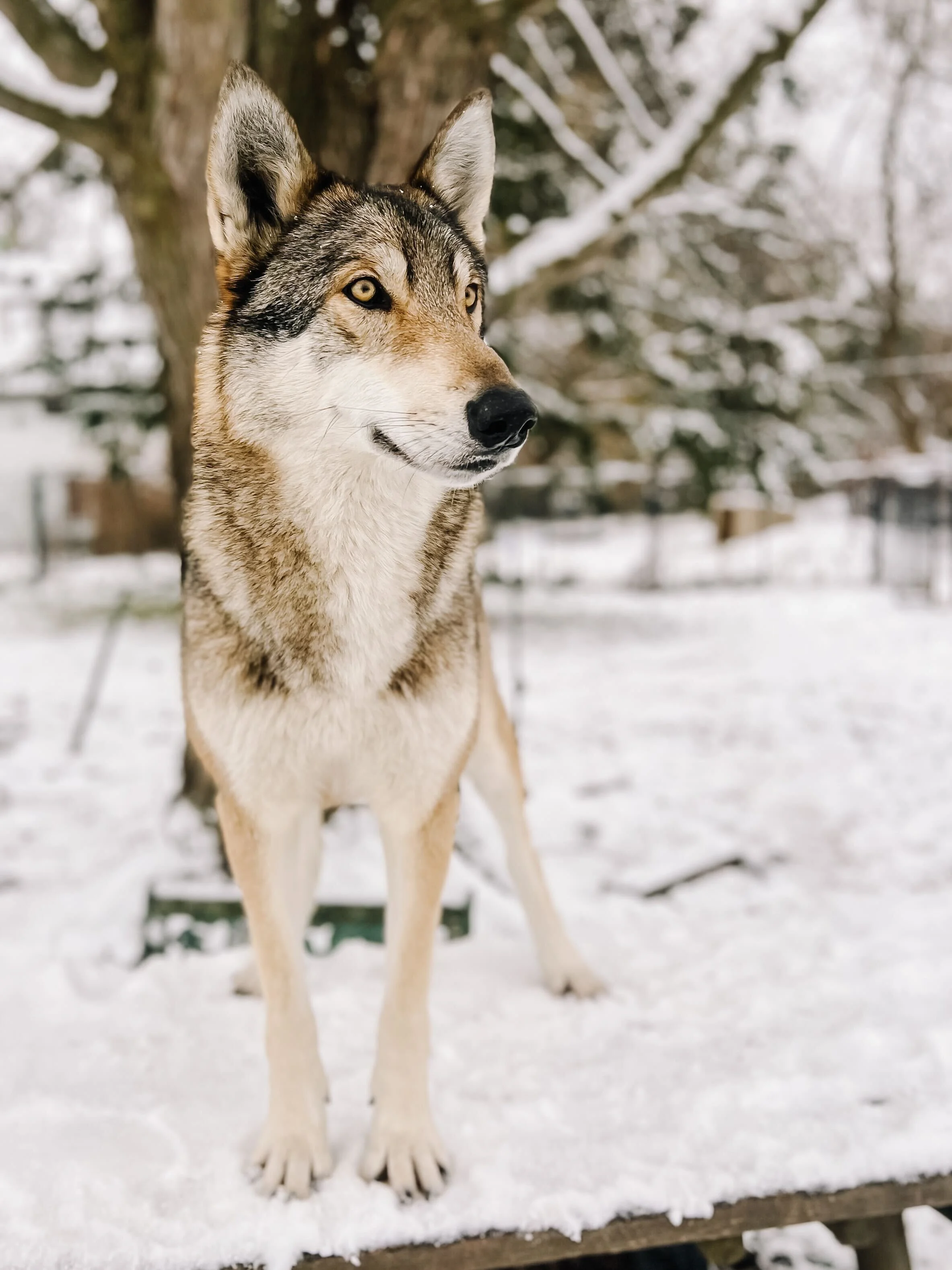 Prints & Paws: Block Printing with Harry the Wolf Hybrid