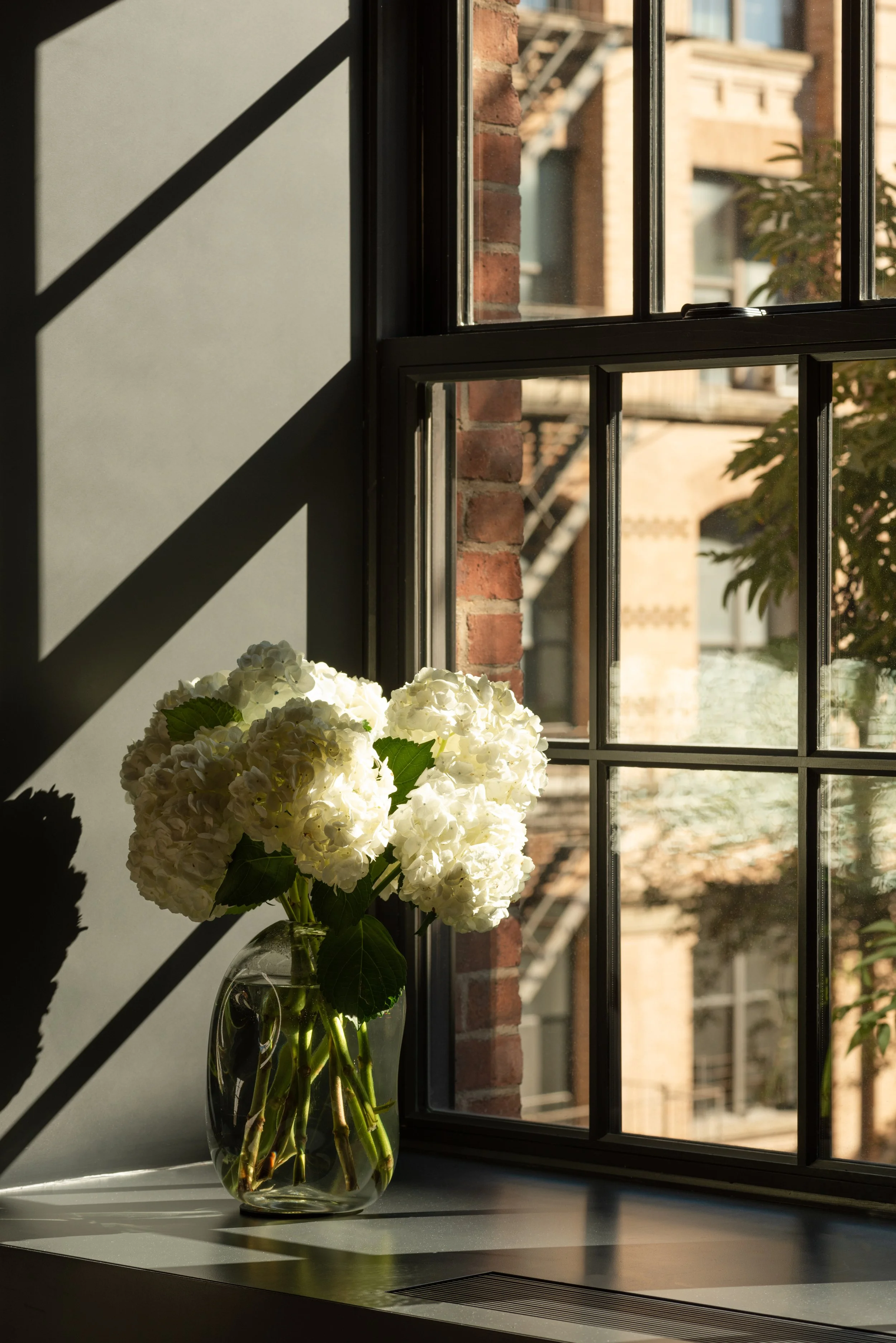 Interior detail photo of a vase of white hydrangeas in a window sill painted dark grey, with a view out the window to the neighbouring buildings.