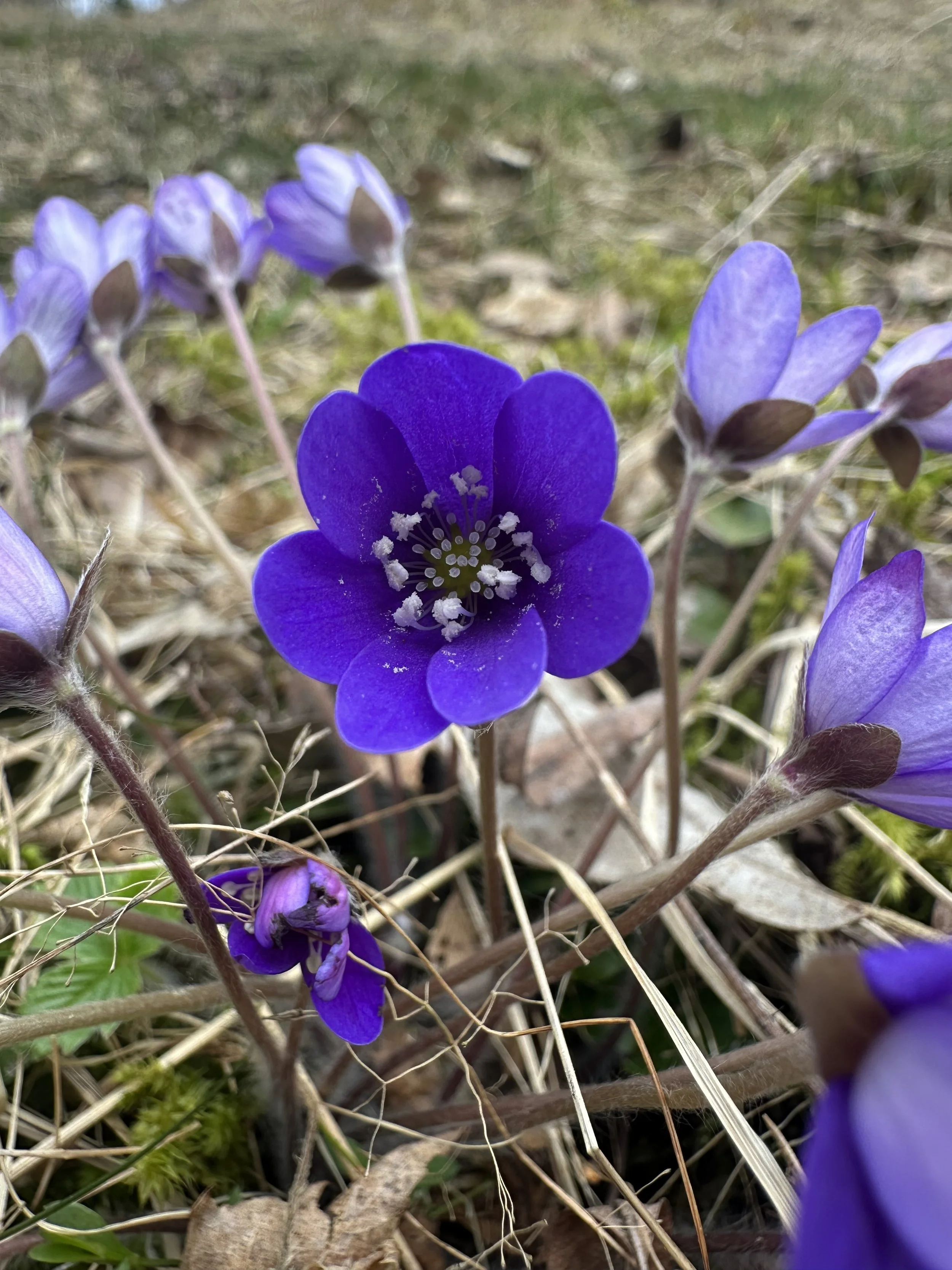 Uraäitiys ja bisnes - voiko kaiken saada ilman uupumusta?