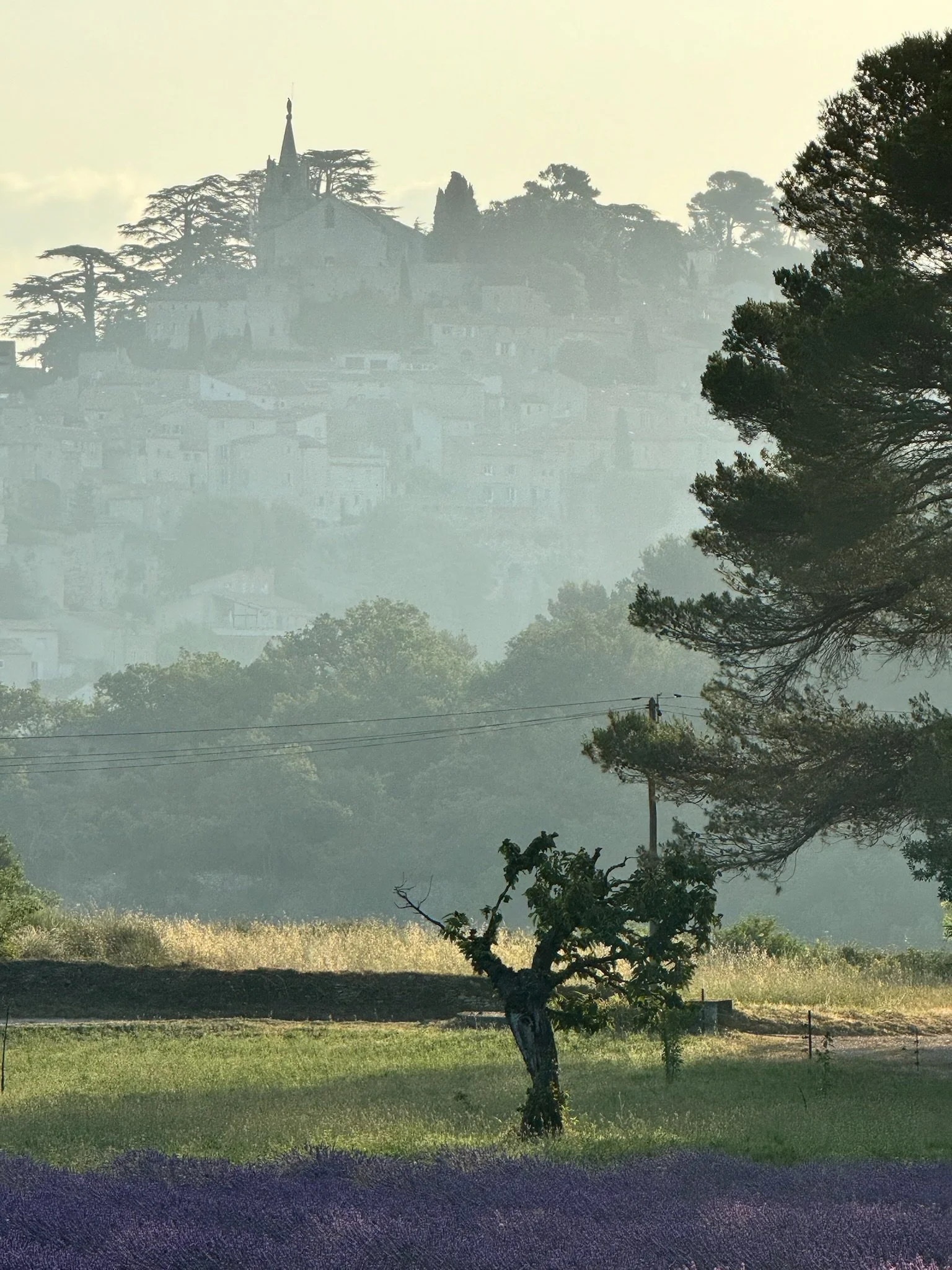 A scenic landscape with a tree in the foreground, a field of purple flowers, and a misty hillside town with a church on top in the background.