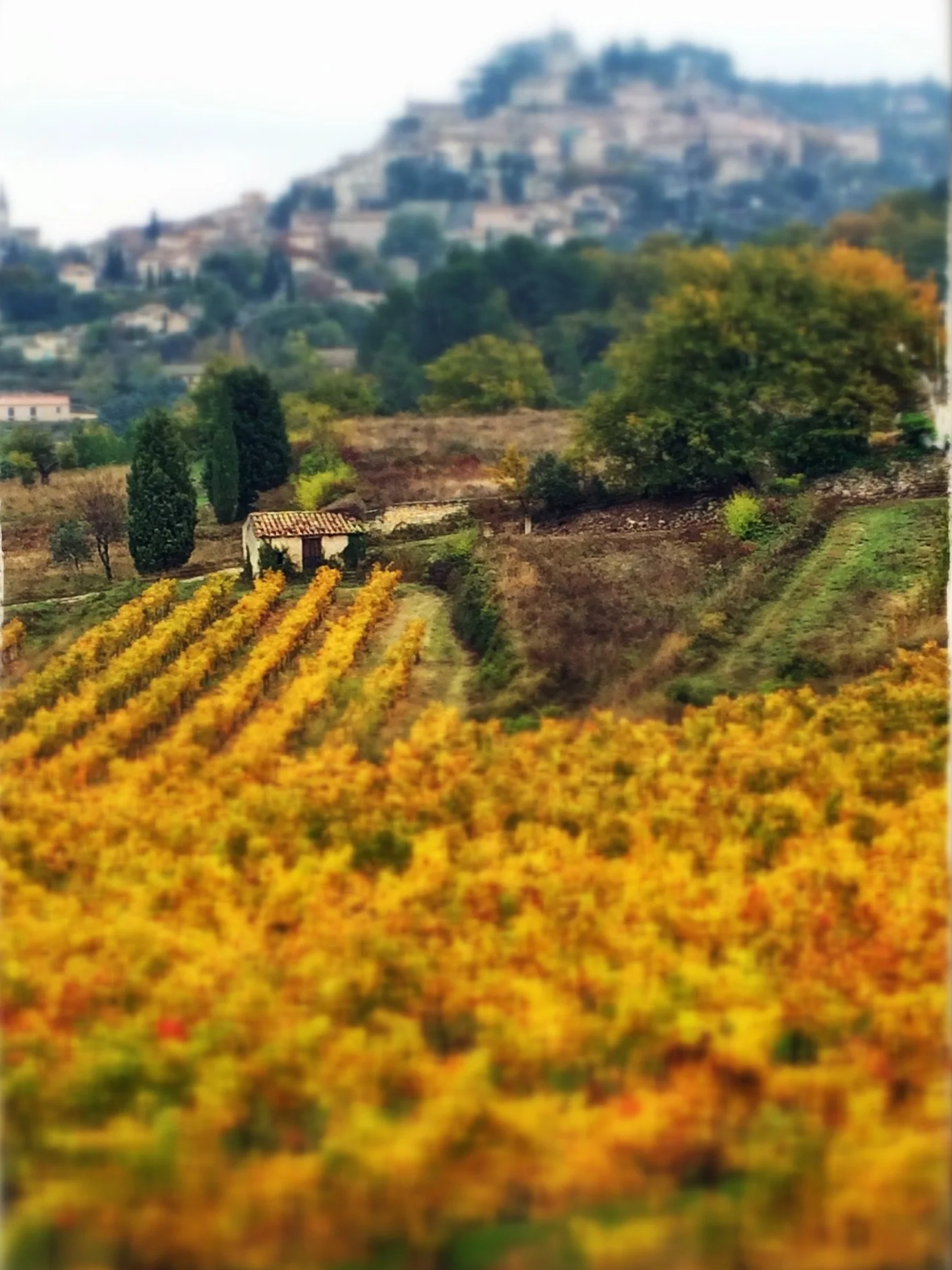 Scenic view of rolling hills with vineyards in autumn, a small stone house, and a distant hillside town.