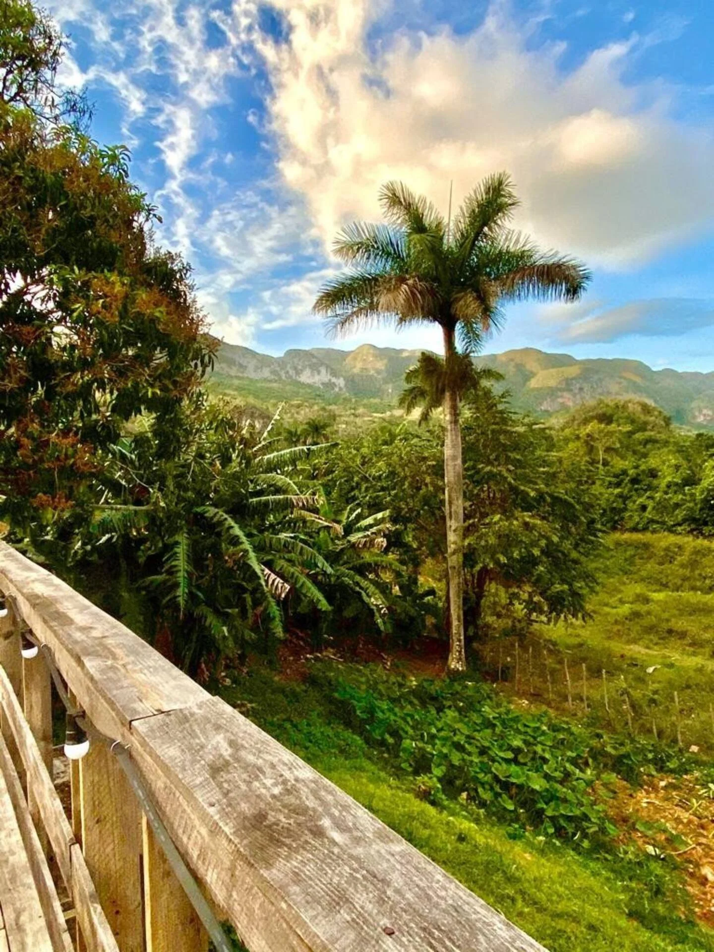 Tropical landscape with a tall palm tree, lush green foliage, a wooden railing in the foreground, mountains in the background, and a partly cloudy sky.