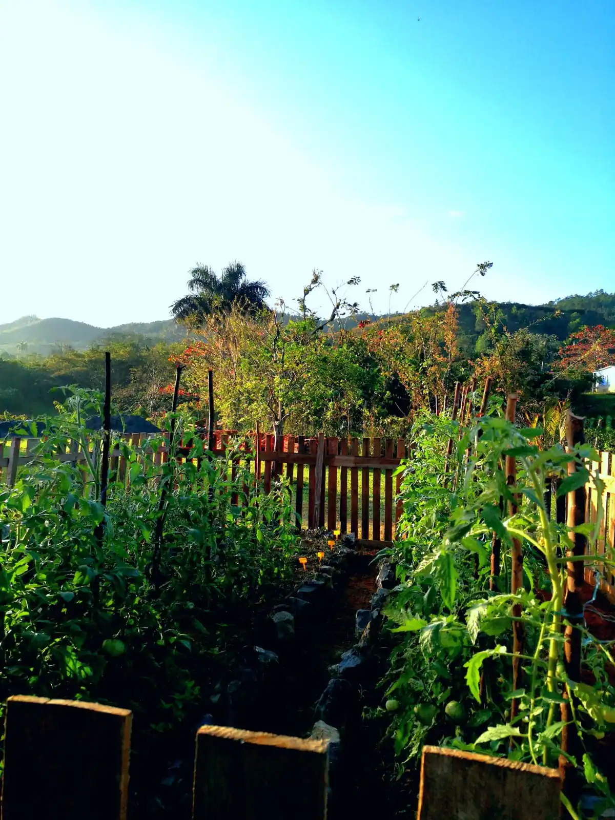 A vegetable garden with tomato plants on the right and other plants on the left, separated by a dirt path, with a wooden fence and trees and hills in the background under a clear blue sky.