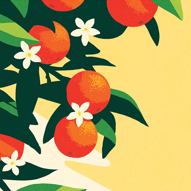 Illustration of orange fruit on a branch with white flowers and green leaves on a yellow background.