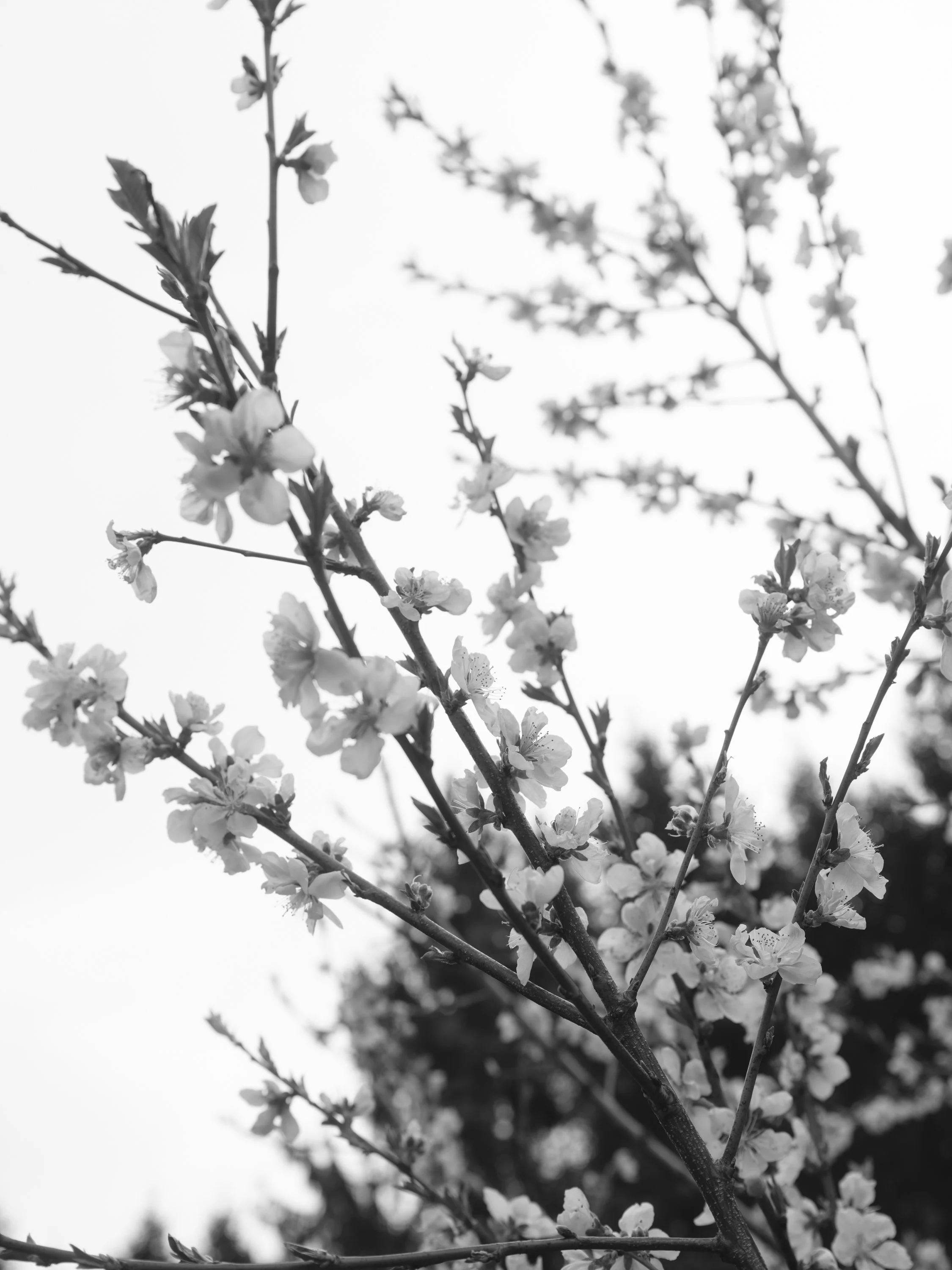 tate_BW__11.jpg