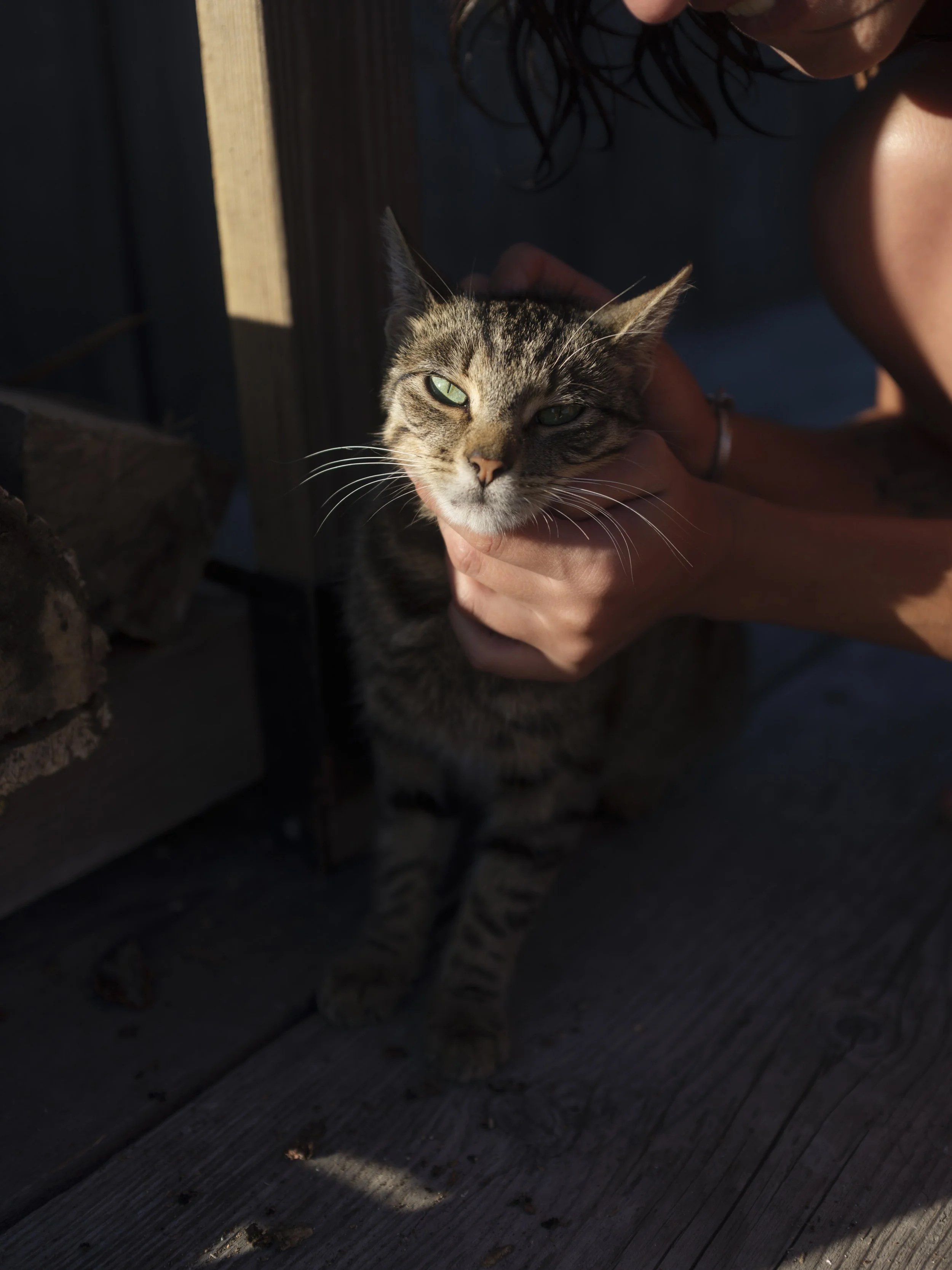 COLOR _ TATE ece-ithaca-dock-tiger__29.jpg