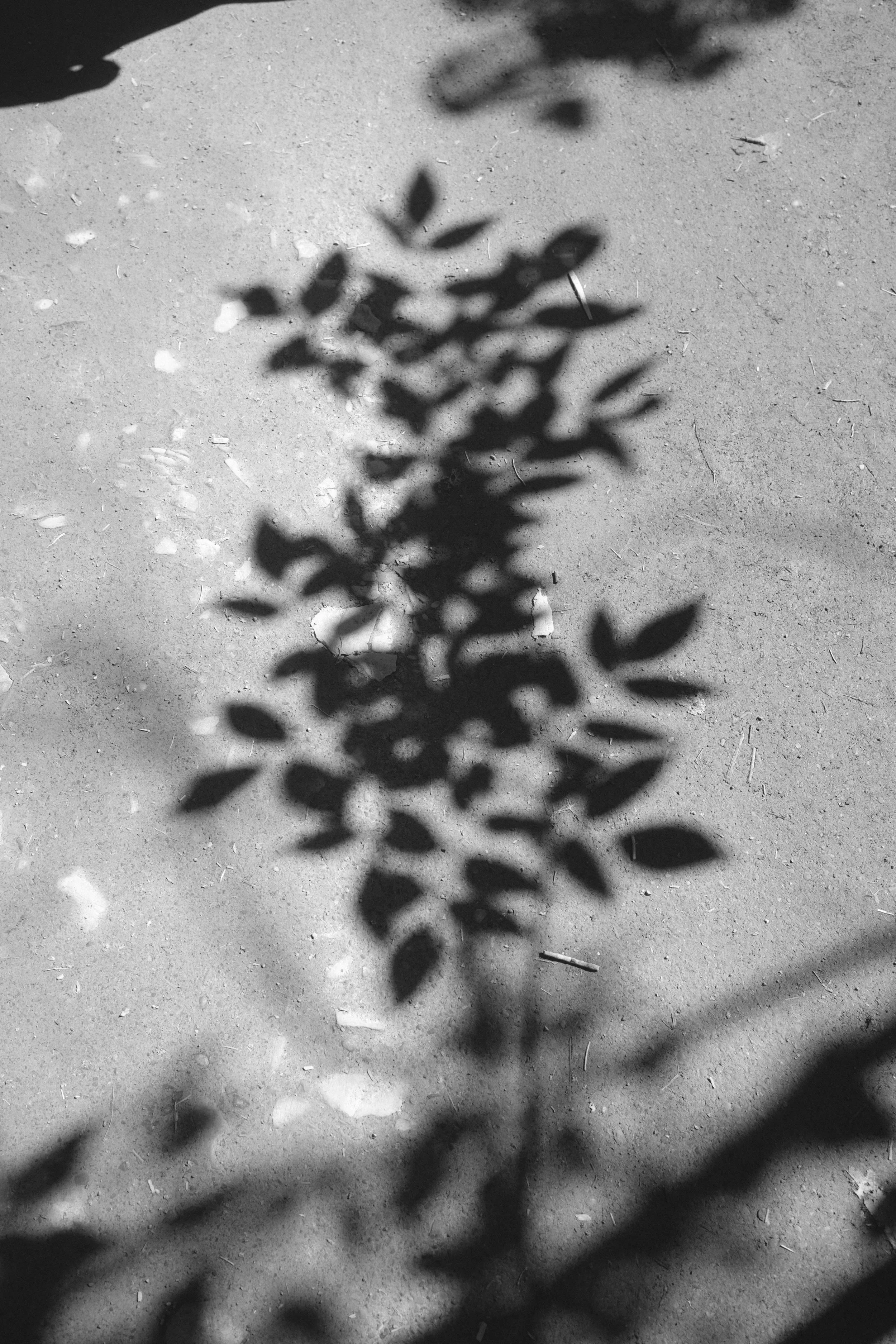 BLACK & WHITE _ TATE _dsf2349.jpg