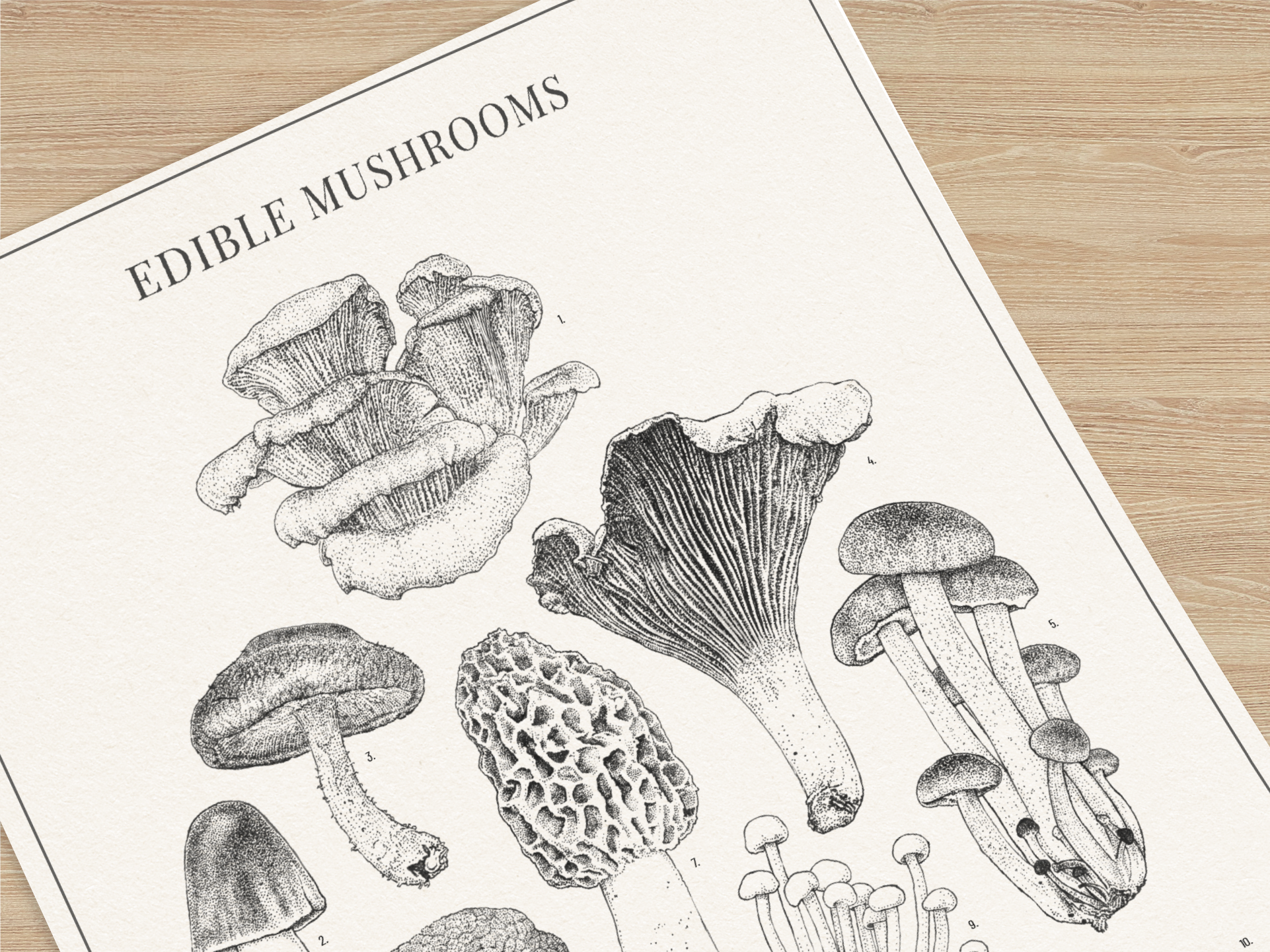 Mushroom-Layout-3.png