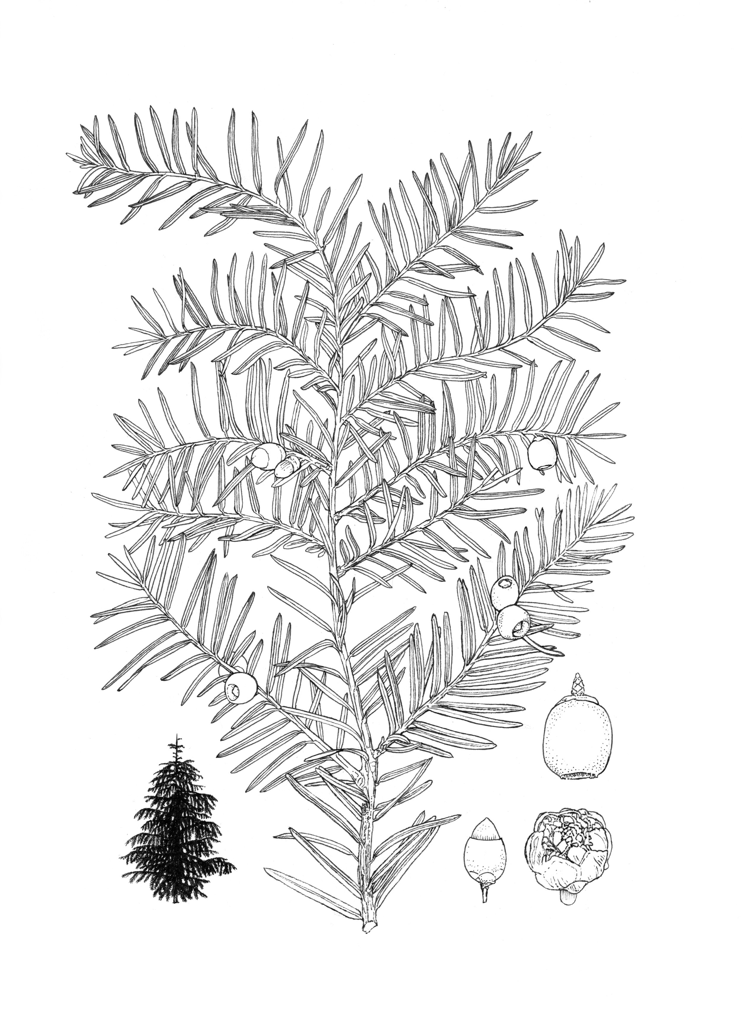 KCAI_BotanicalBW_Page_5.jpg
