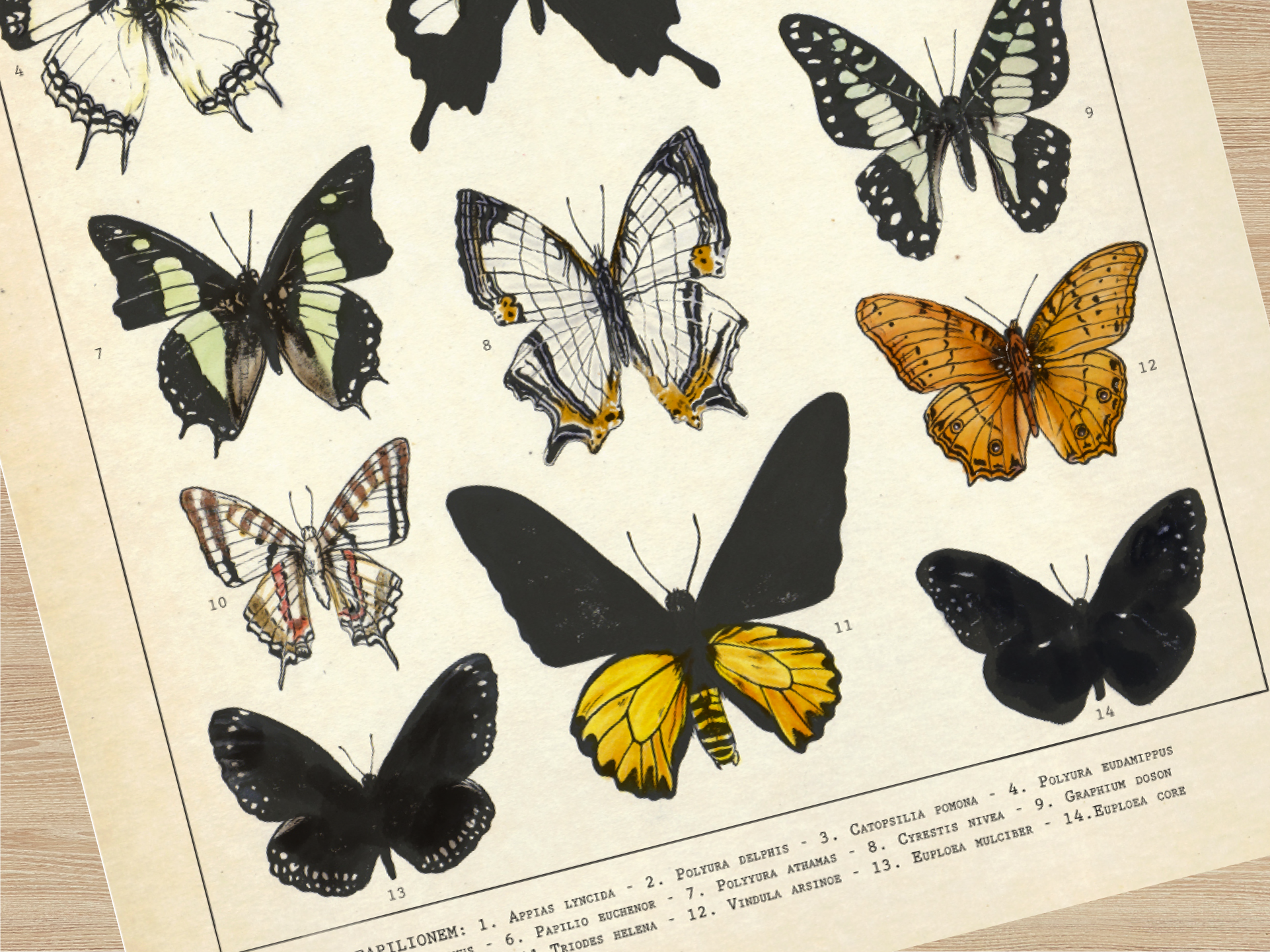 Butterfly_Webassets-1.png