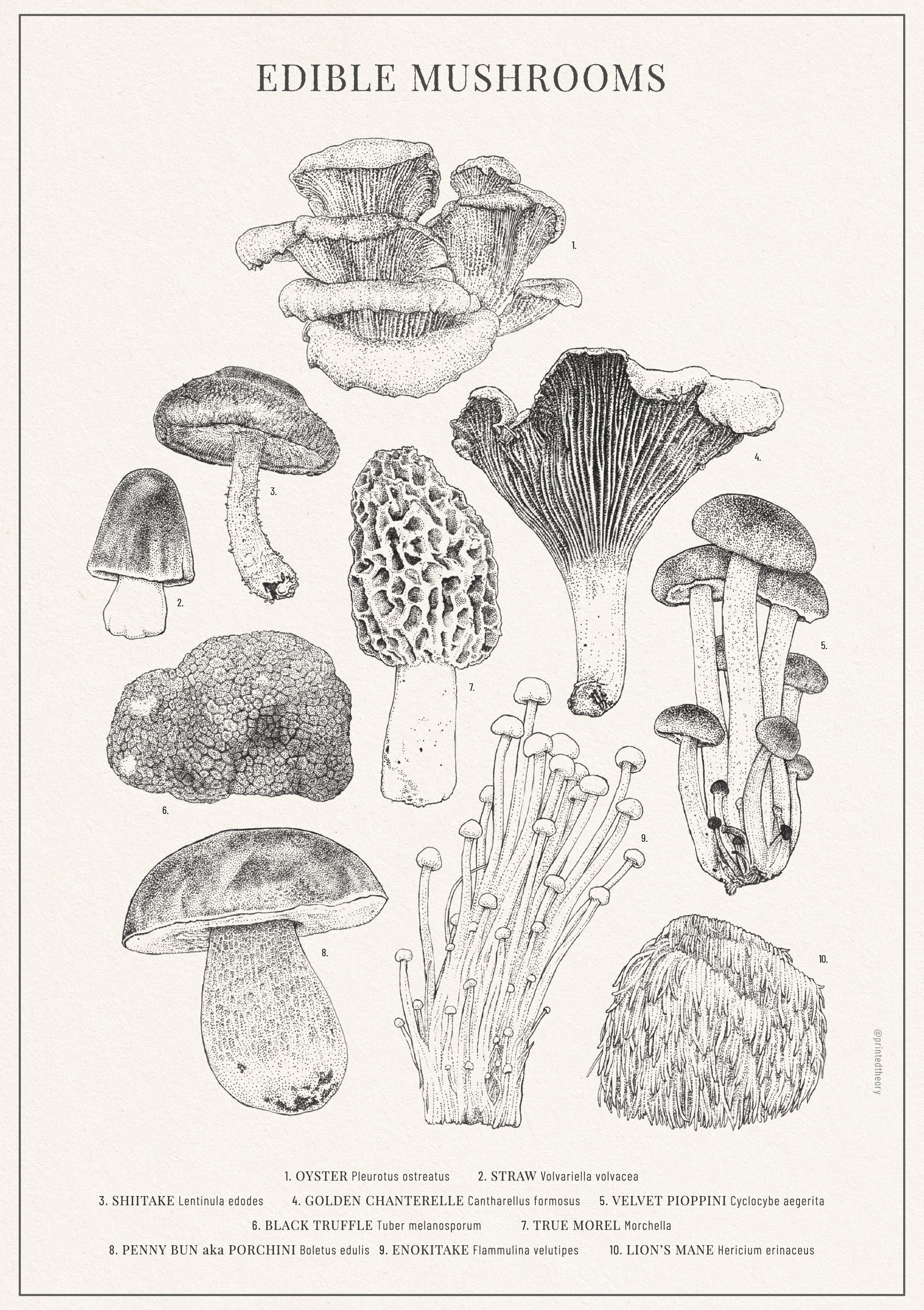 Mushroom Poster