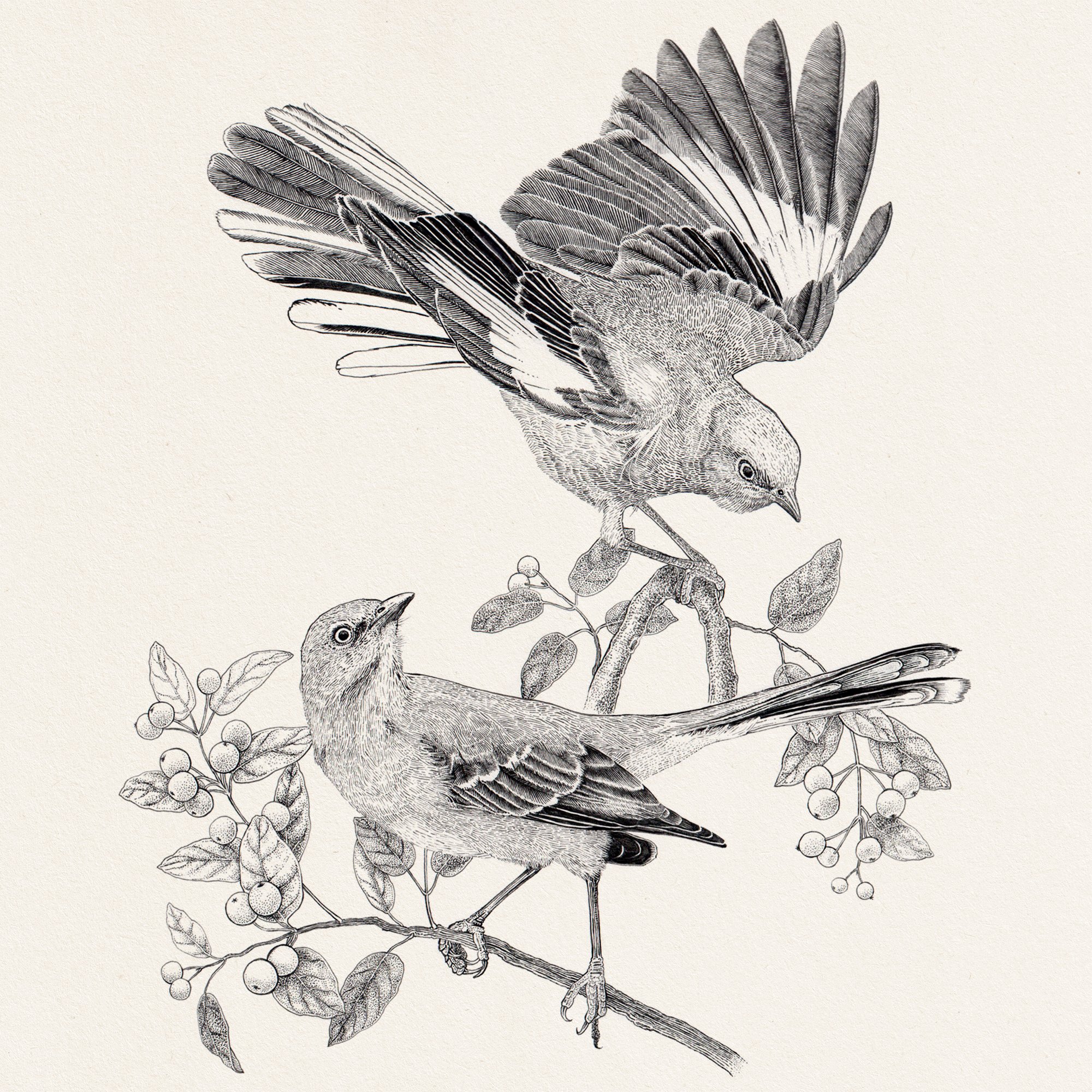 MockingBirdT_paper.jpg
