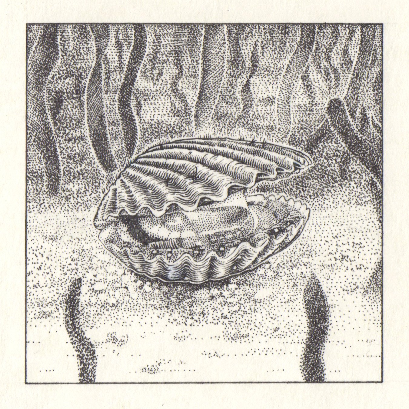 Inktober-22_Scallop.jpg