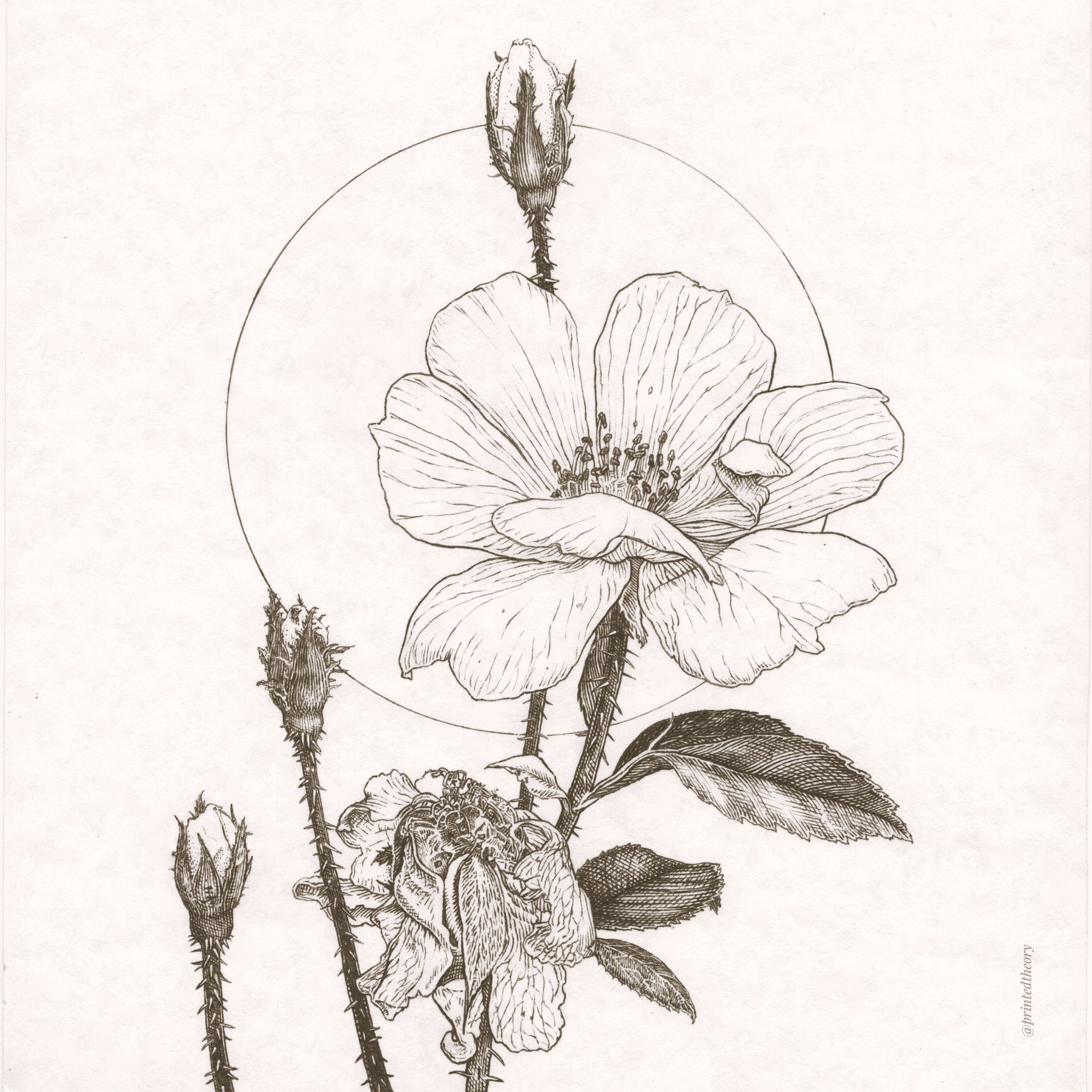 Roses_post-B&W.jpg