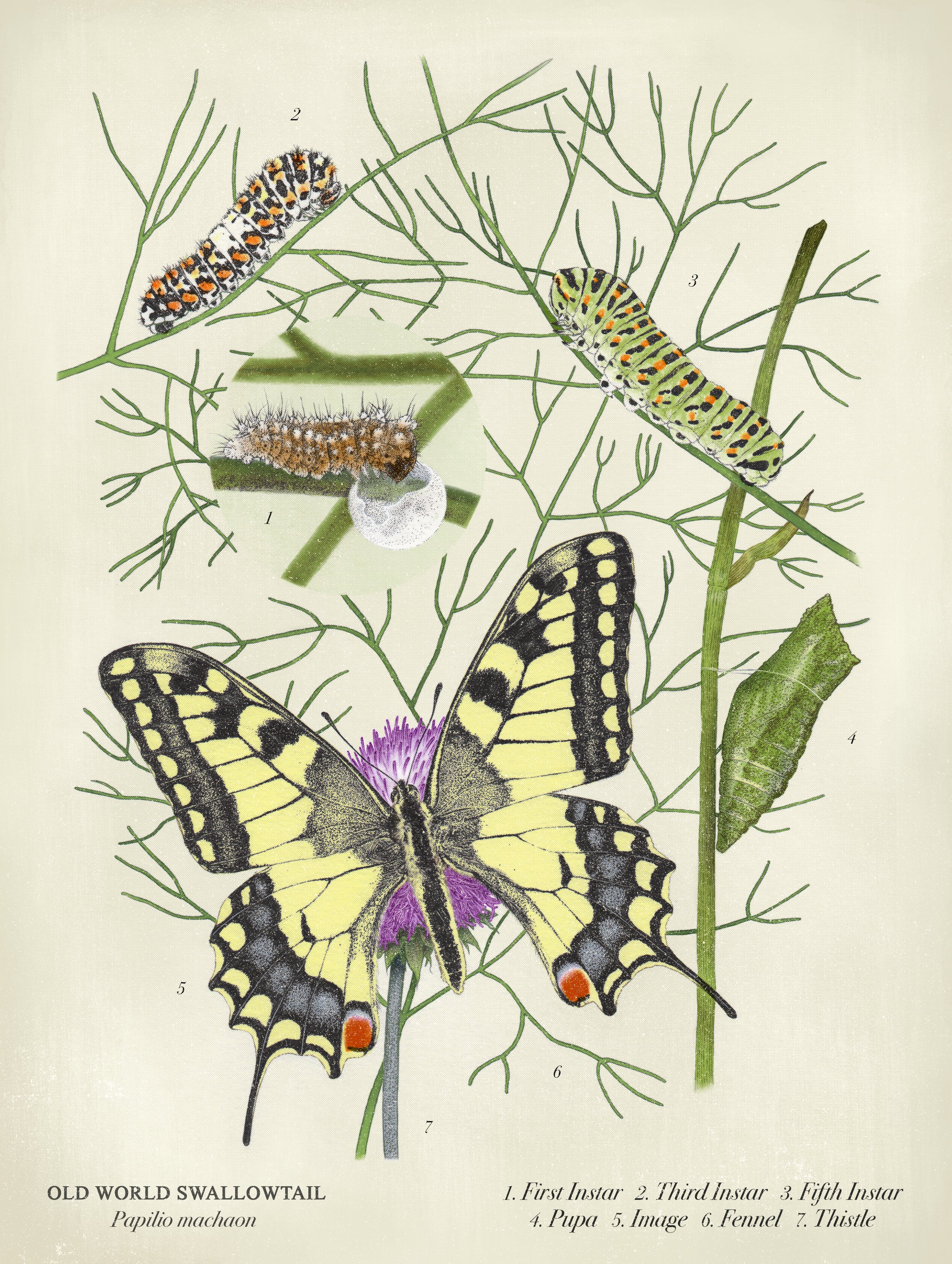 Papilio-Machaon_recolor-22.jpg