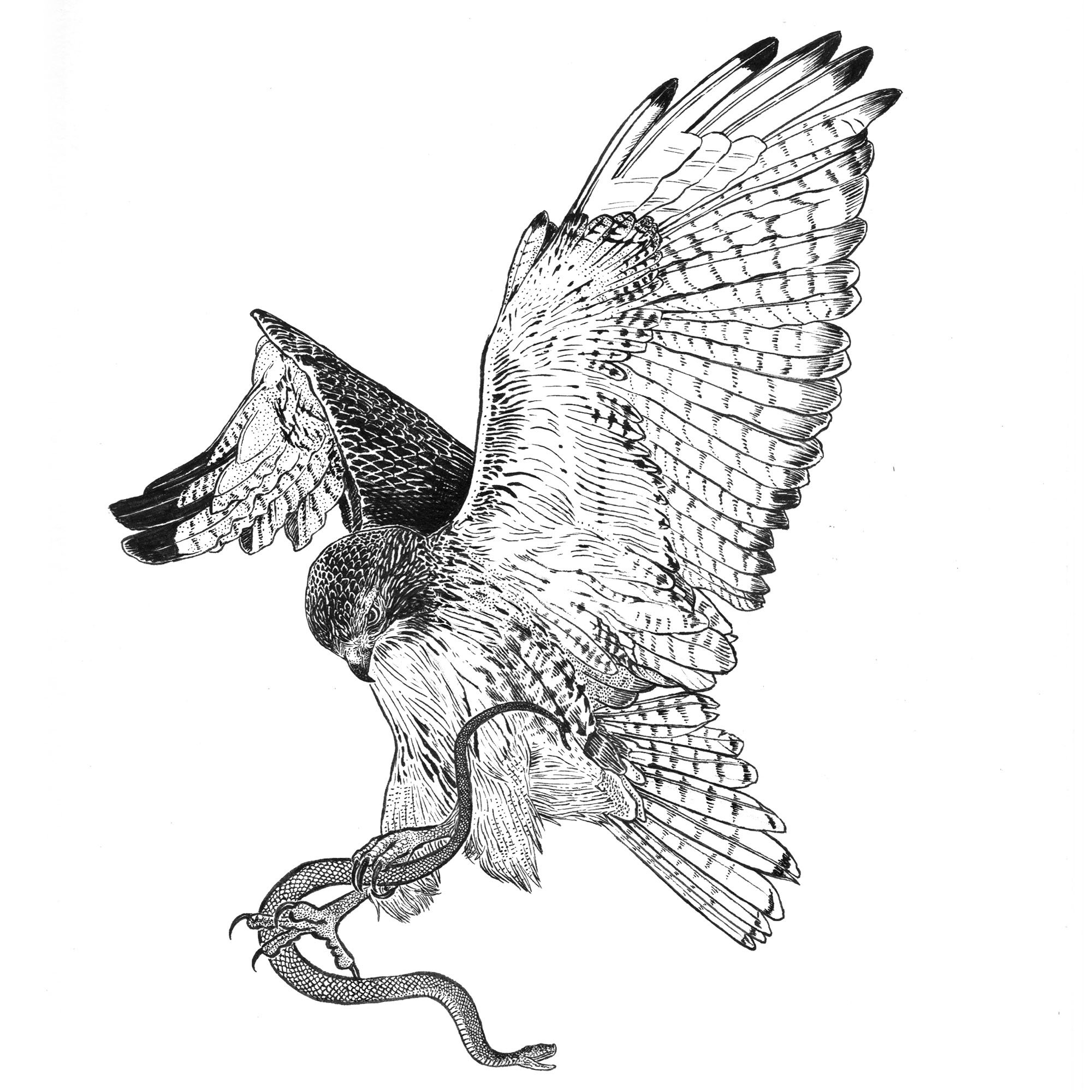 Hawk