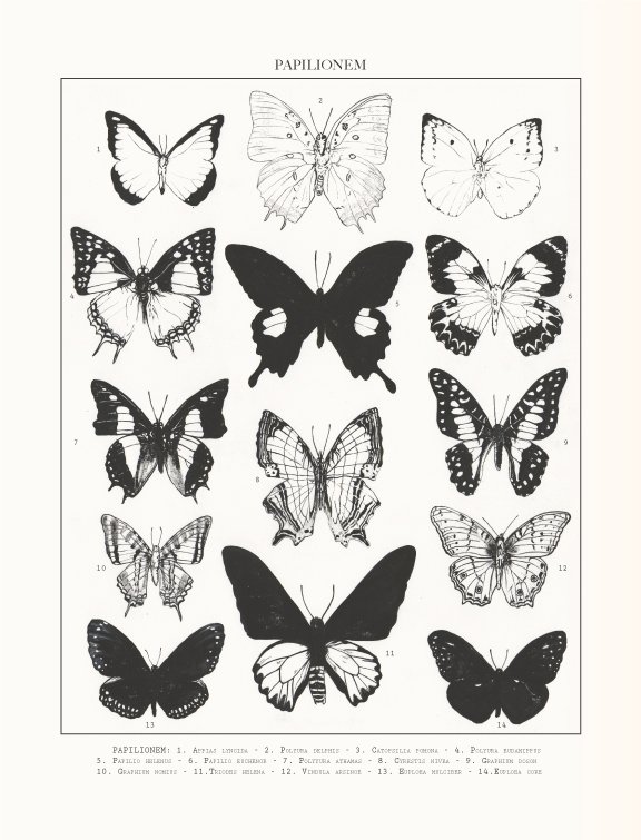 Papilio Poster