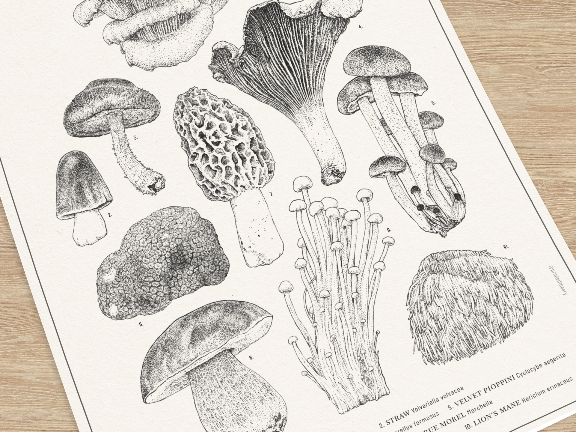 Mushroom-Layout.png