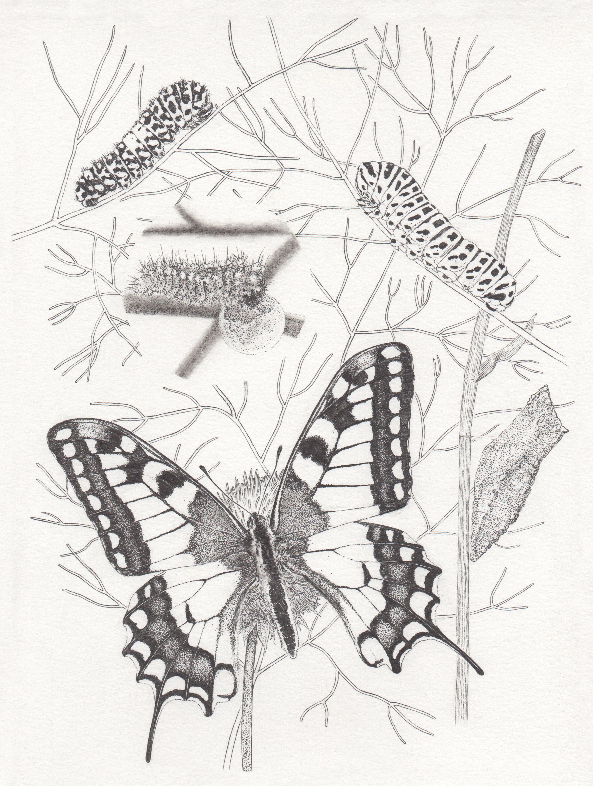 Swallowtail Chart