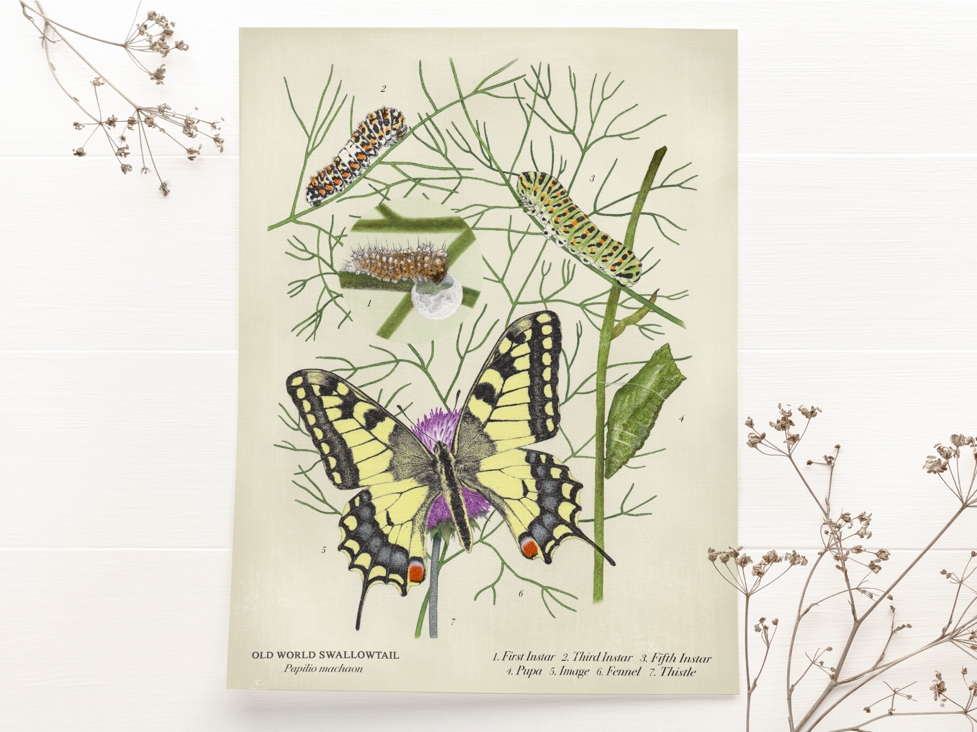 Swallowtail_Webassets.png