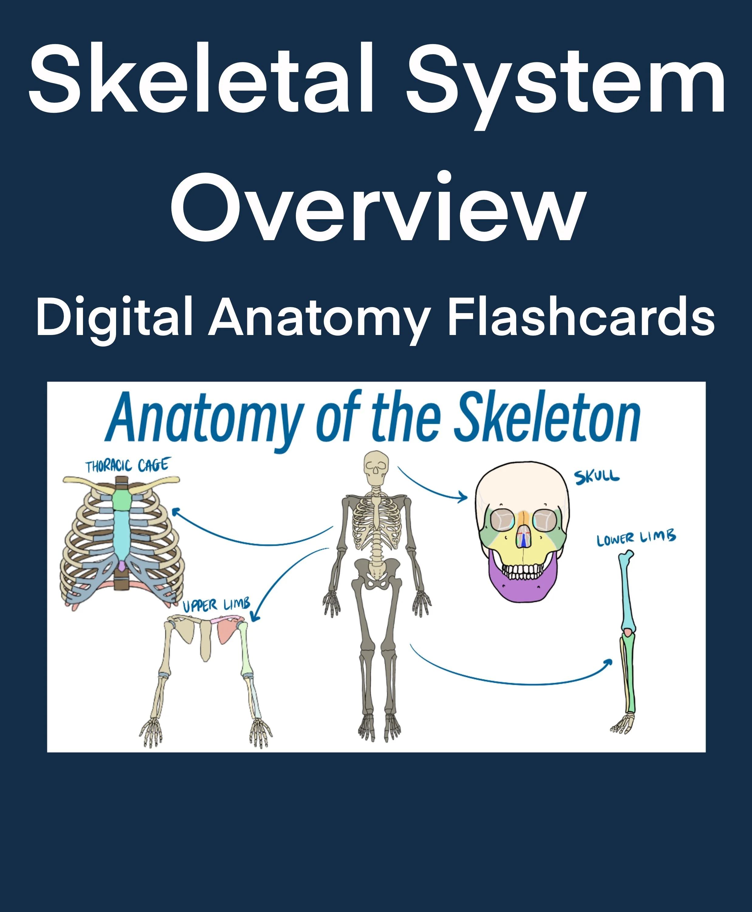 Skeletal System Overview - Digital Anatomy Flashcards