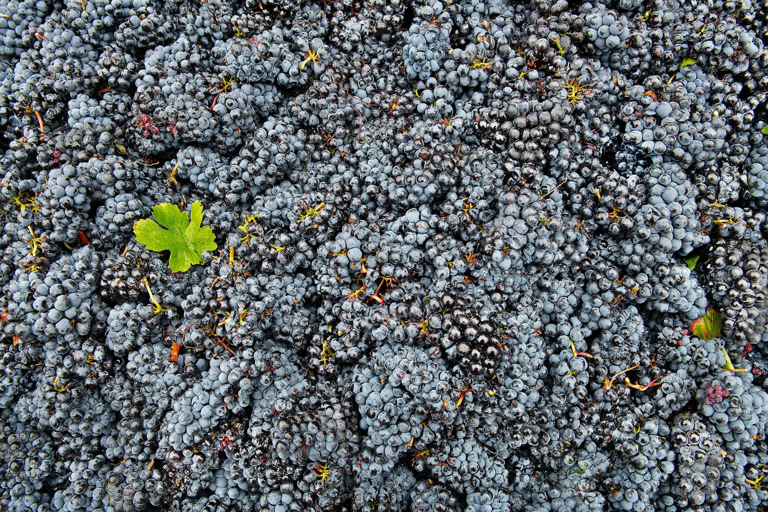 Burrowing Owl Pinot Noir Harvest