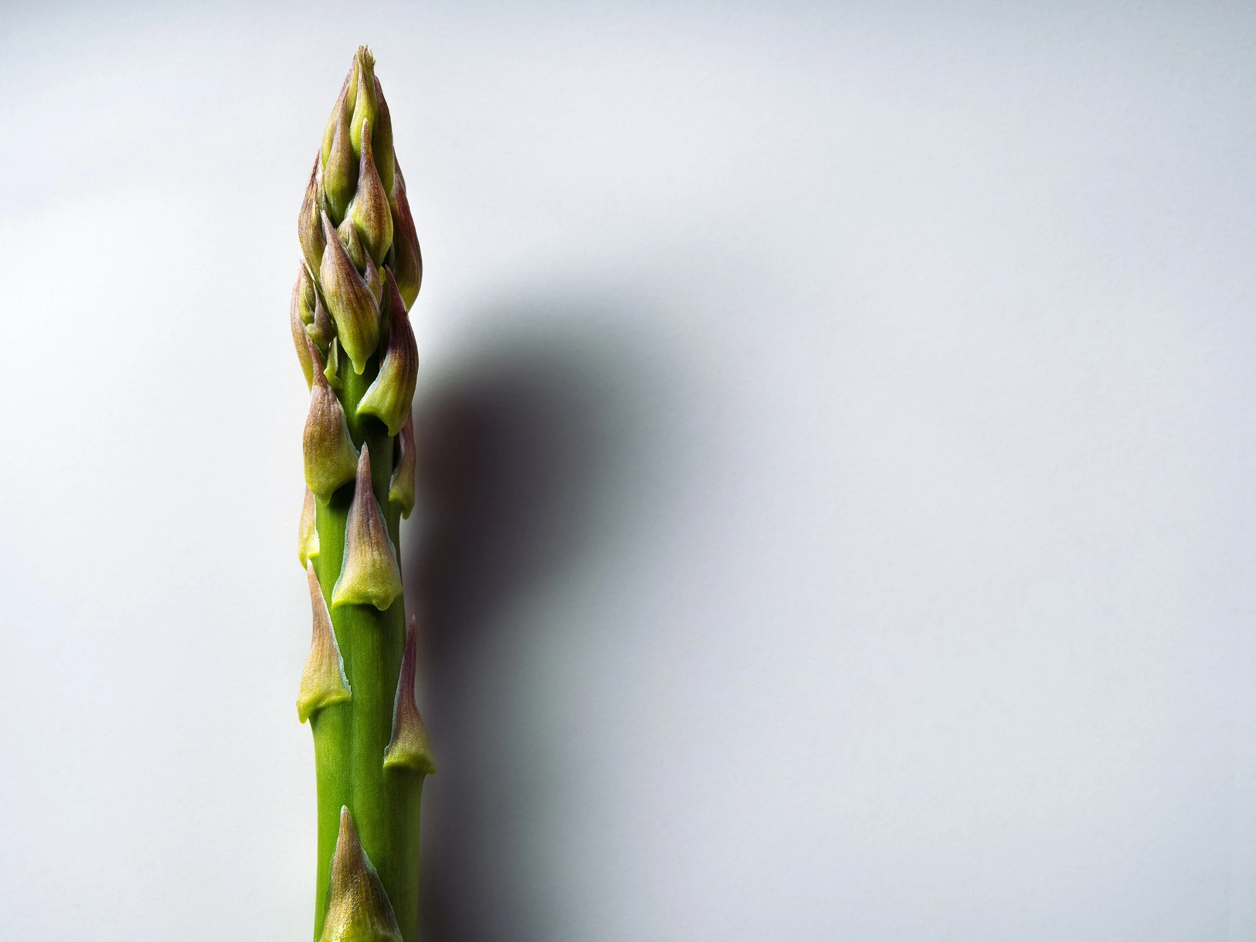Asparagus Spear