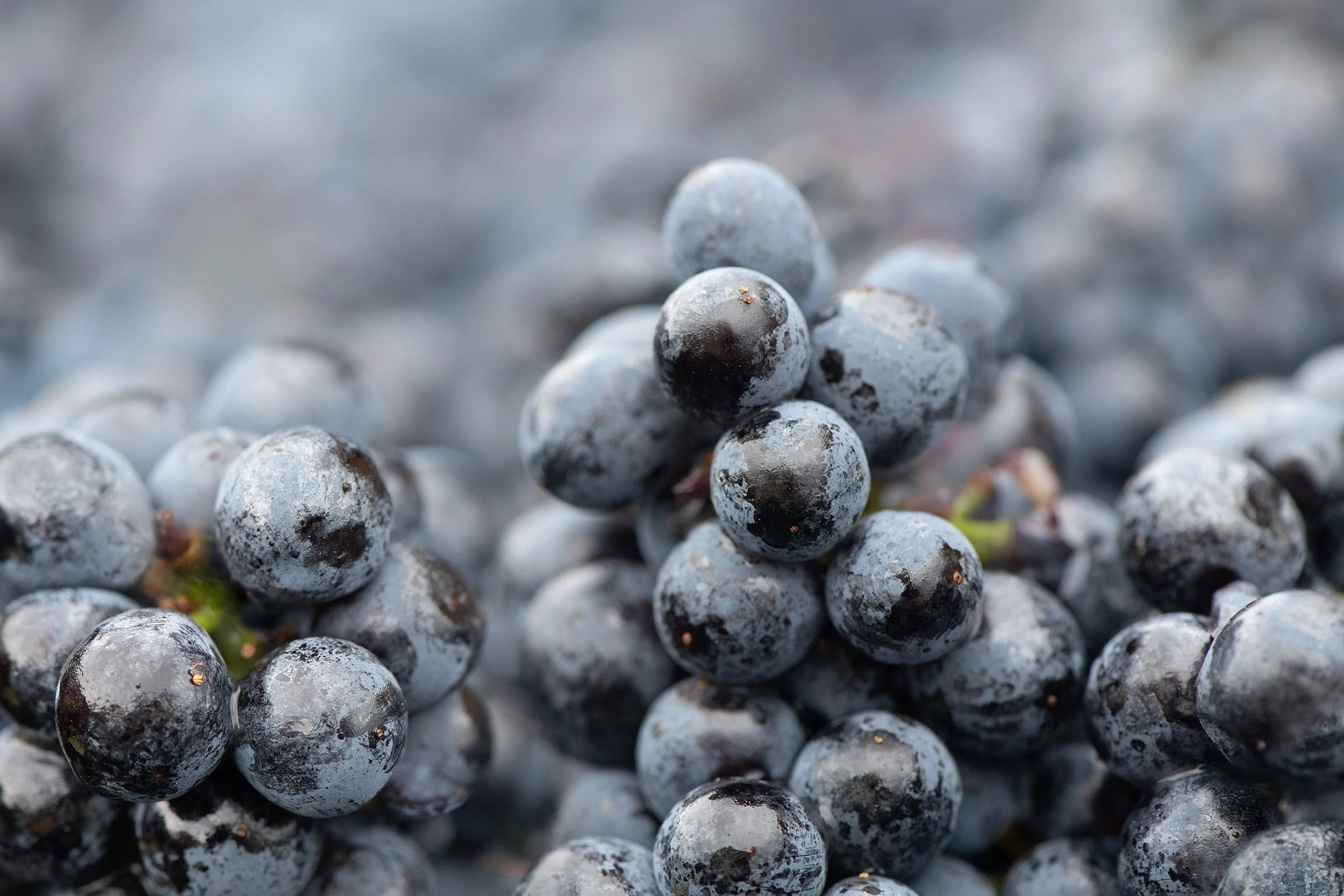 Burrowing Owl Grape Harvest