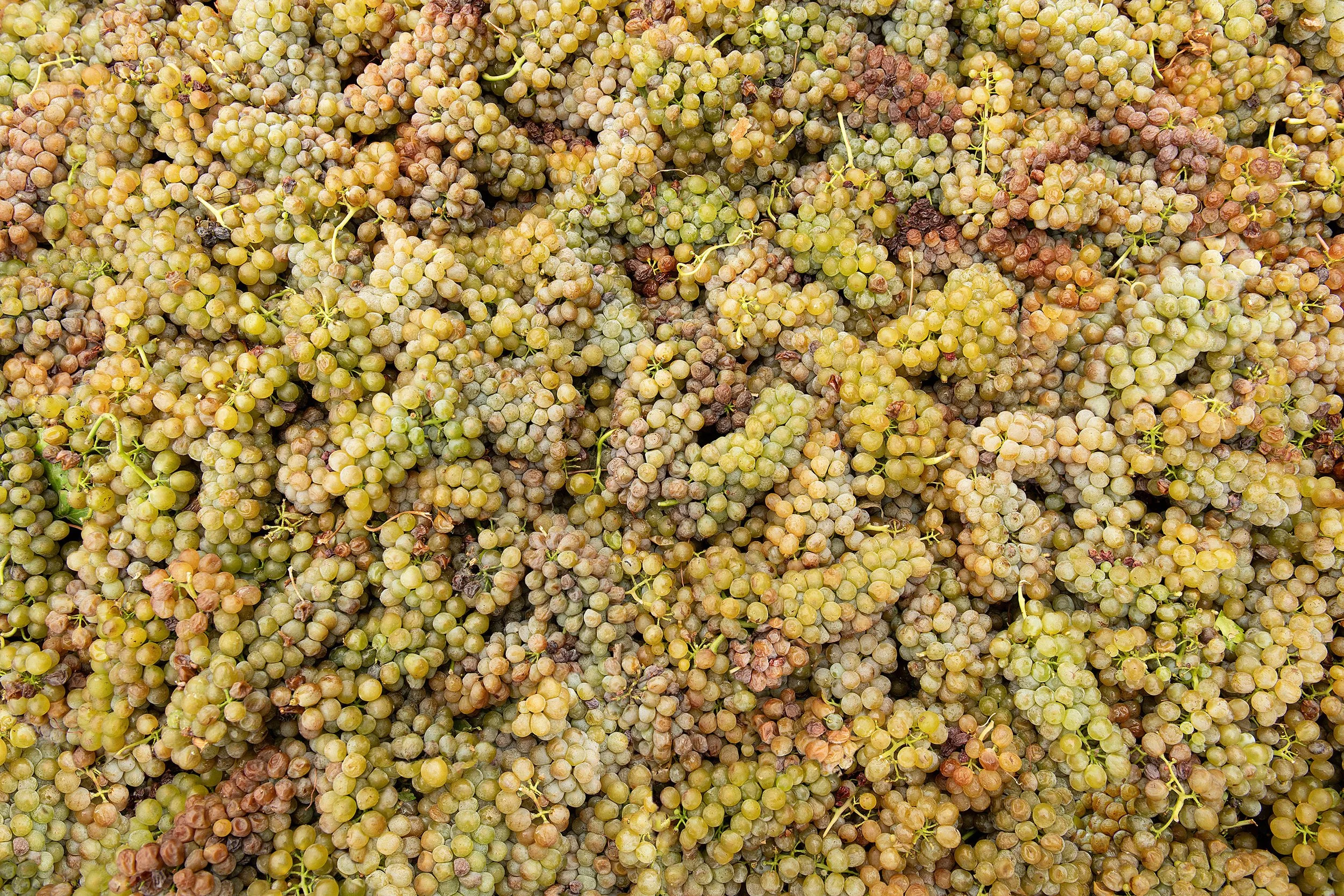 Burrowing Owl Vineyards Viognier Harvest